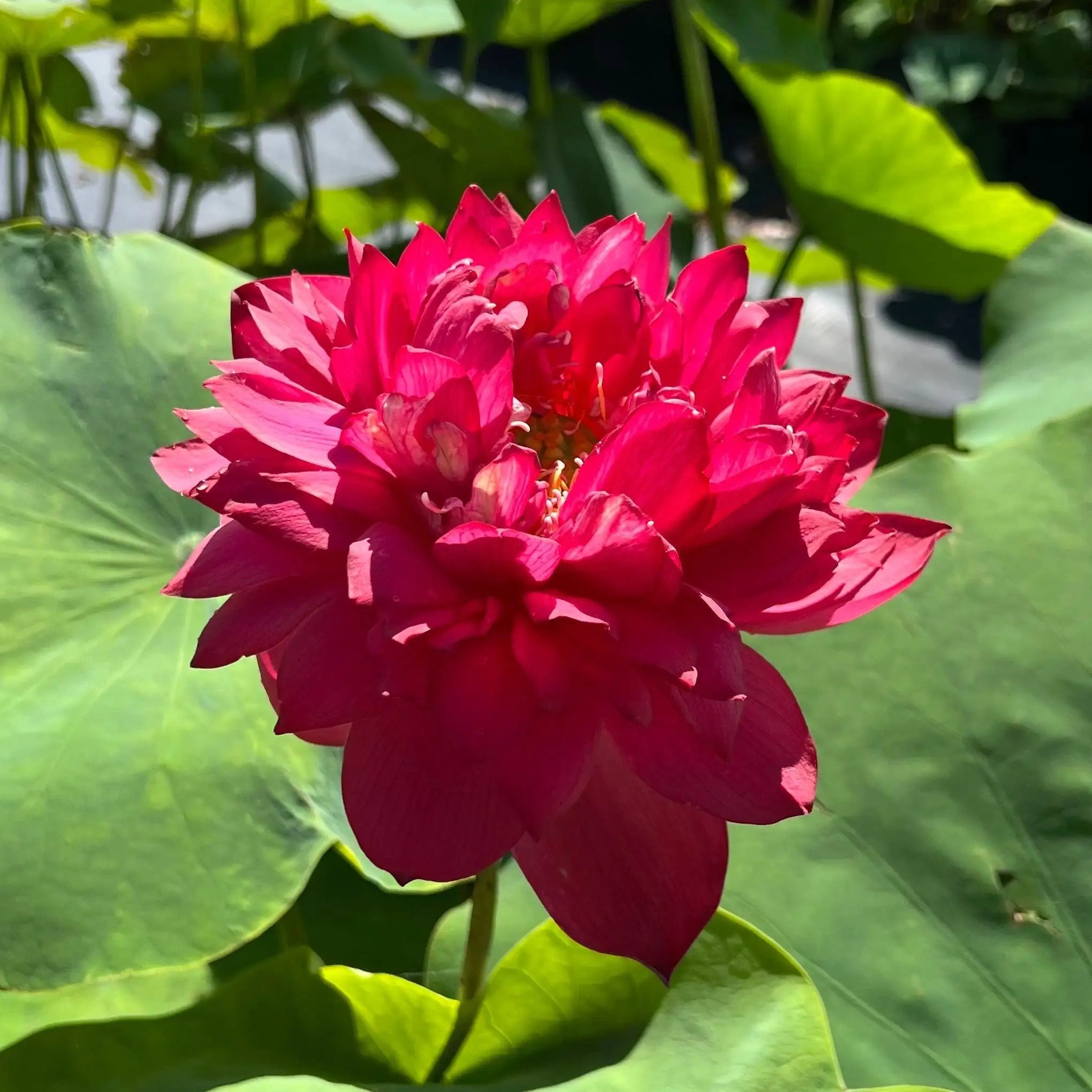 2024 Beauty in Autumn Lotus (Bare Root) - Play It Koi