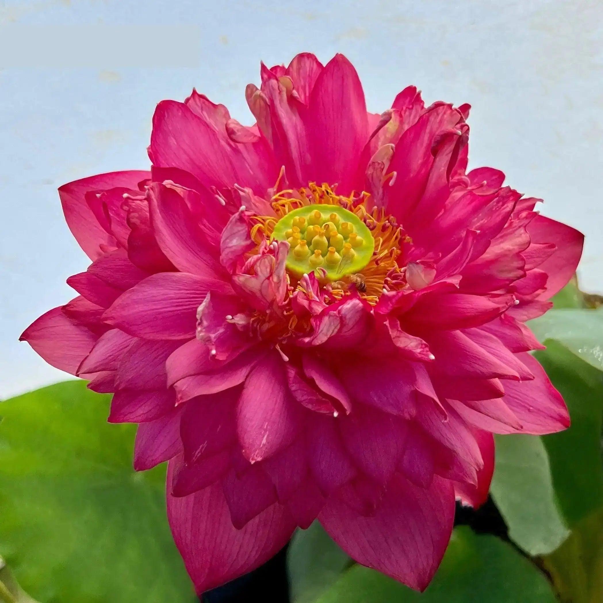 2024 Beauty in Autumn Lotus (Bare Root) - Play It Koi