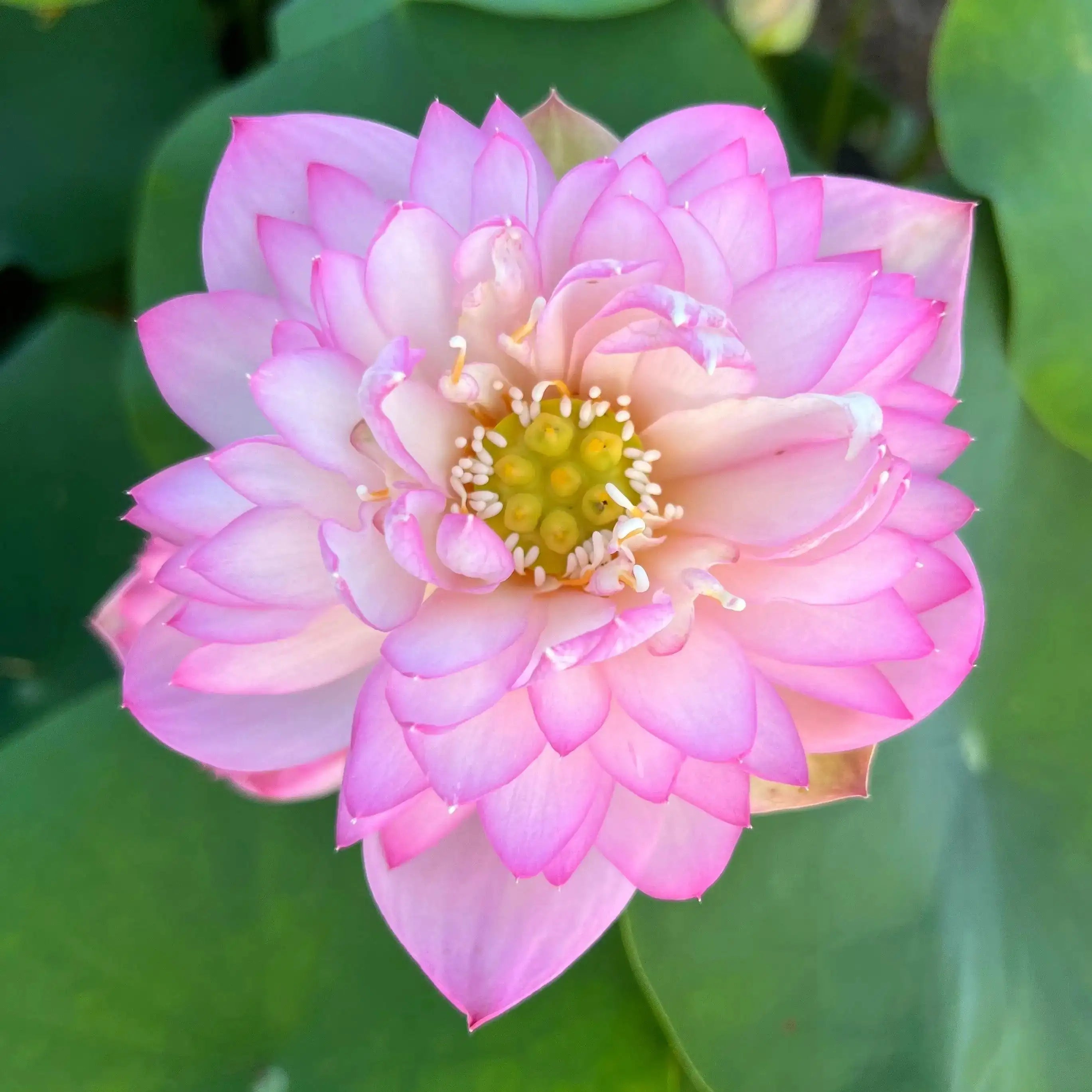 2024 Beauty Jing Lotus (Bare Root) - Play It Koi
