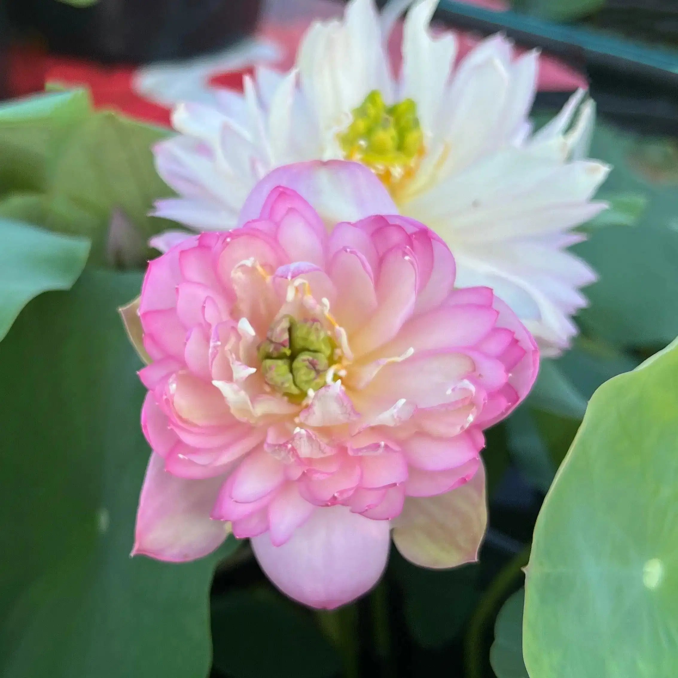2024 Beauty Jing Lotus (Bare Root) - Play It Koi