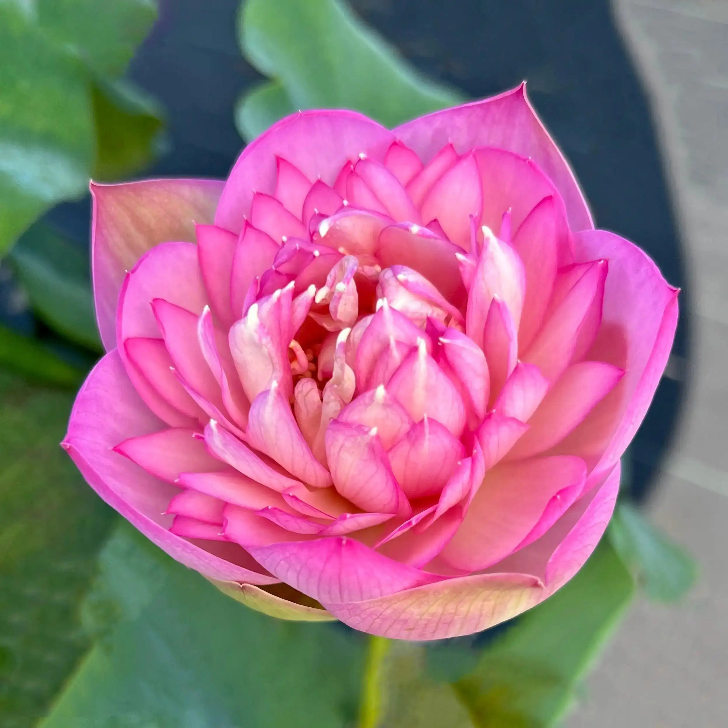 2024 Beauty Jing Lotus (Bare Root) - Play It Koi