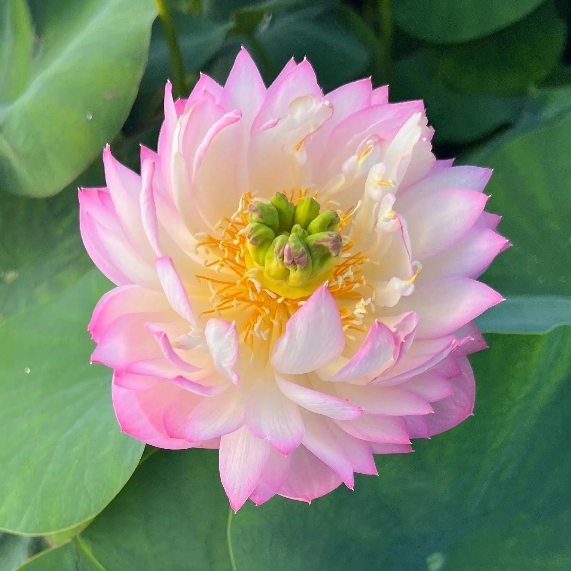 2024 Beauty Jing Lotus (Bare Root) - Play It Koi