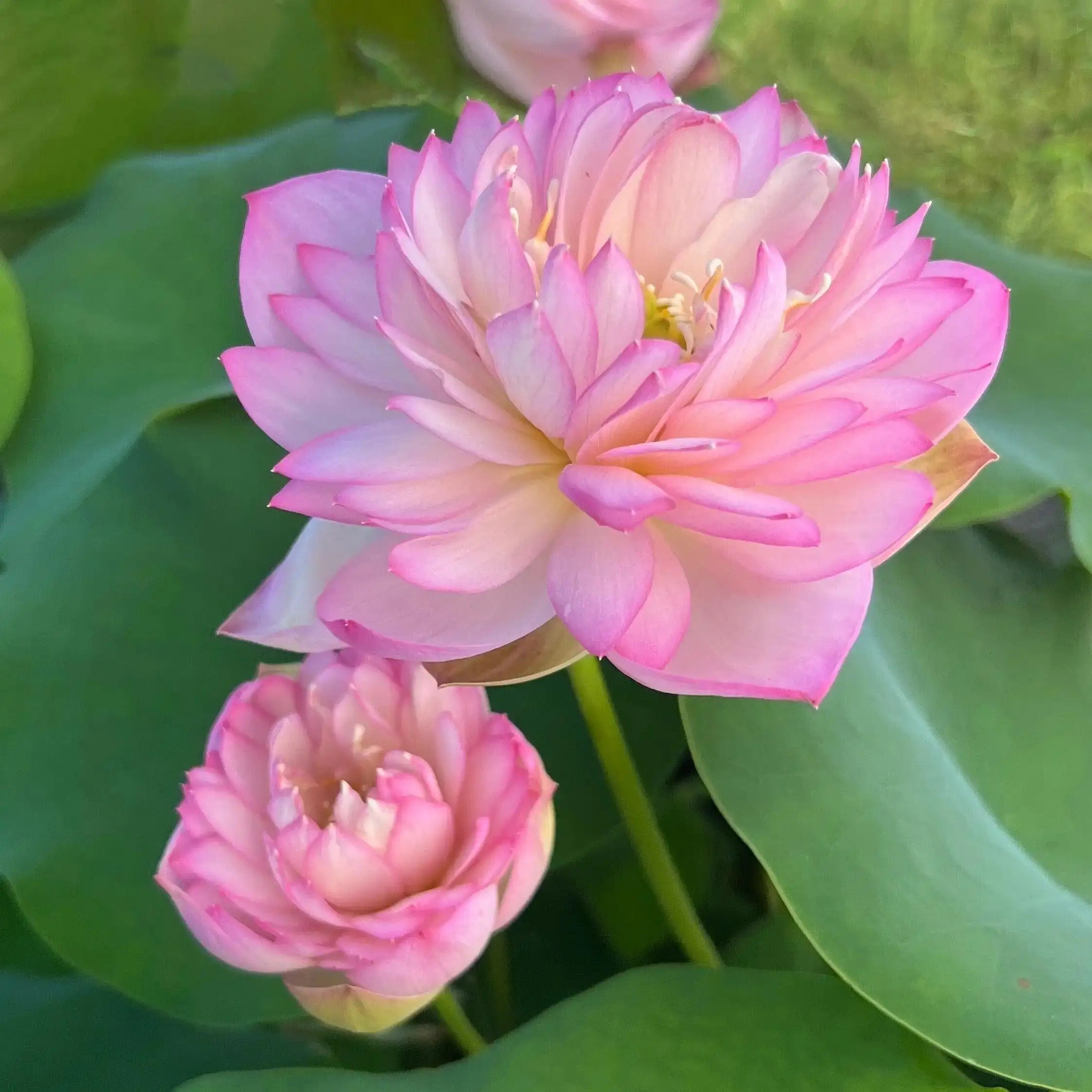 2024 Beauty Jing Lotus (Bare Root) - Play It Koi