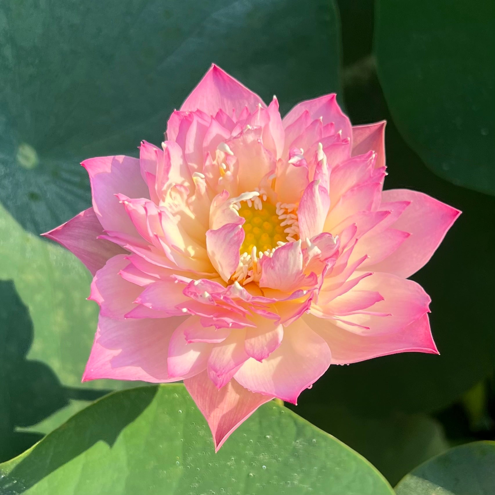 Beauty Liao Lotus (Bare Root)