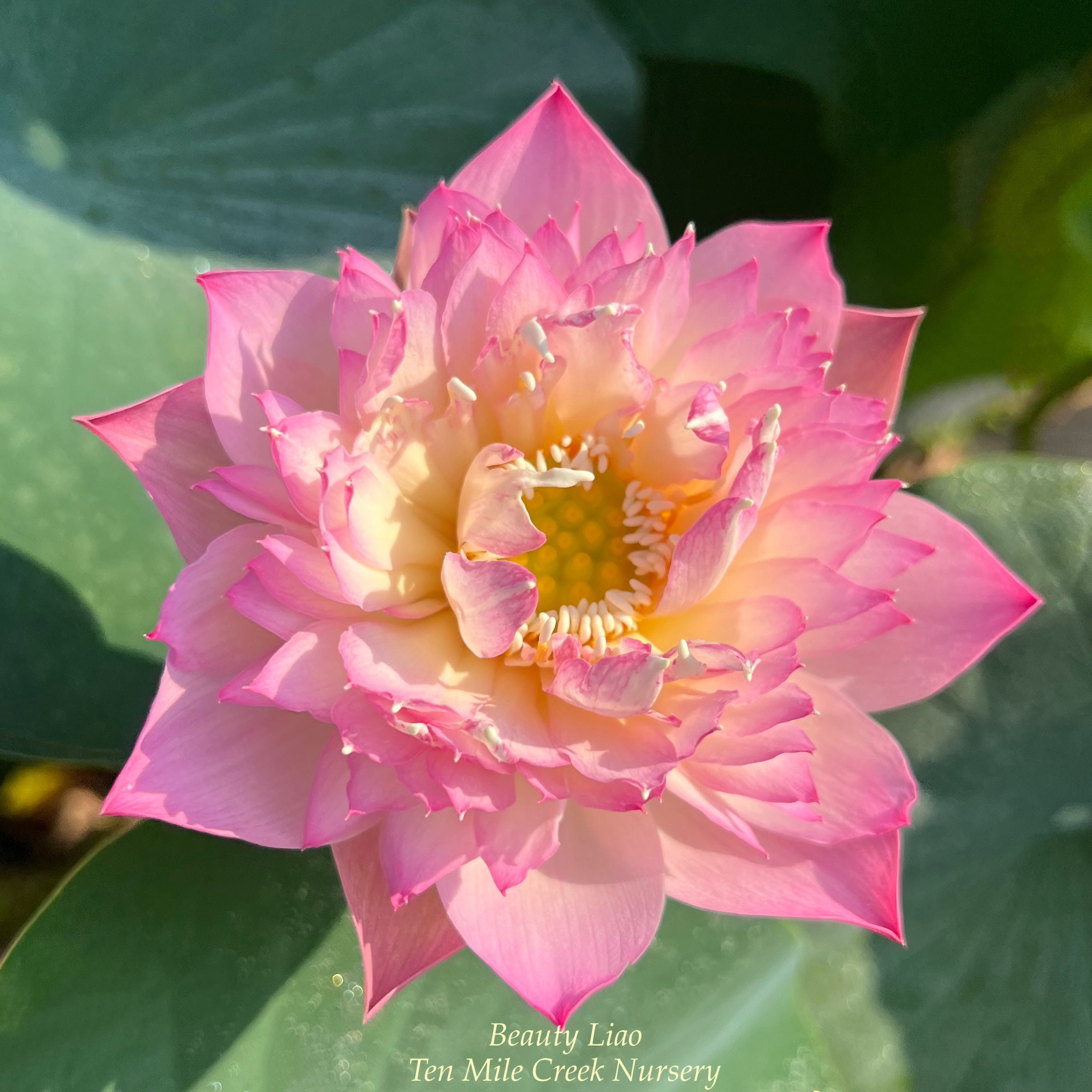 Beauty Liao Lotus (Bare Root)