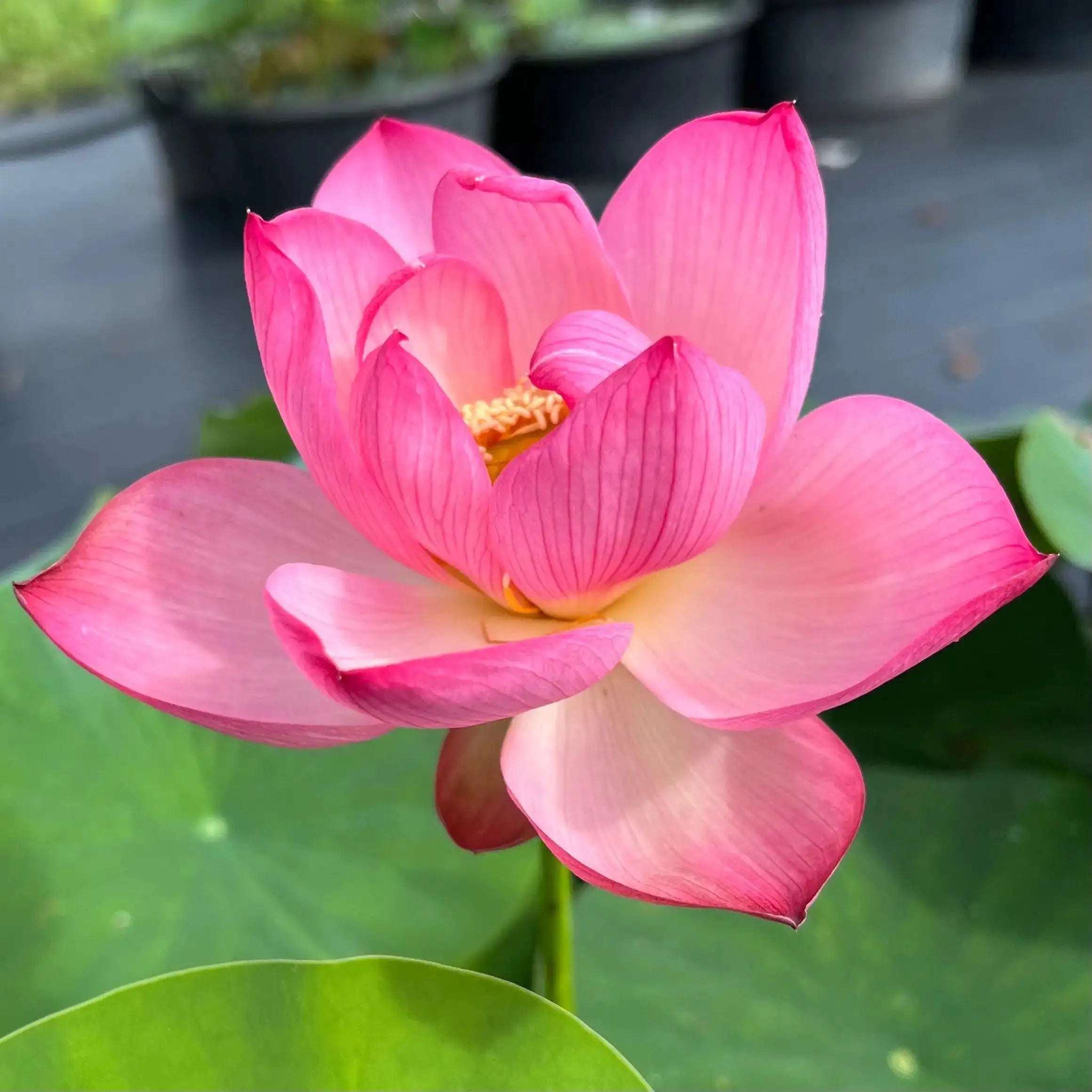 2024 Beauty Makeup Lotus (Bare Root) - Play It Koi