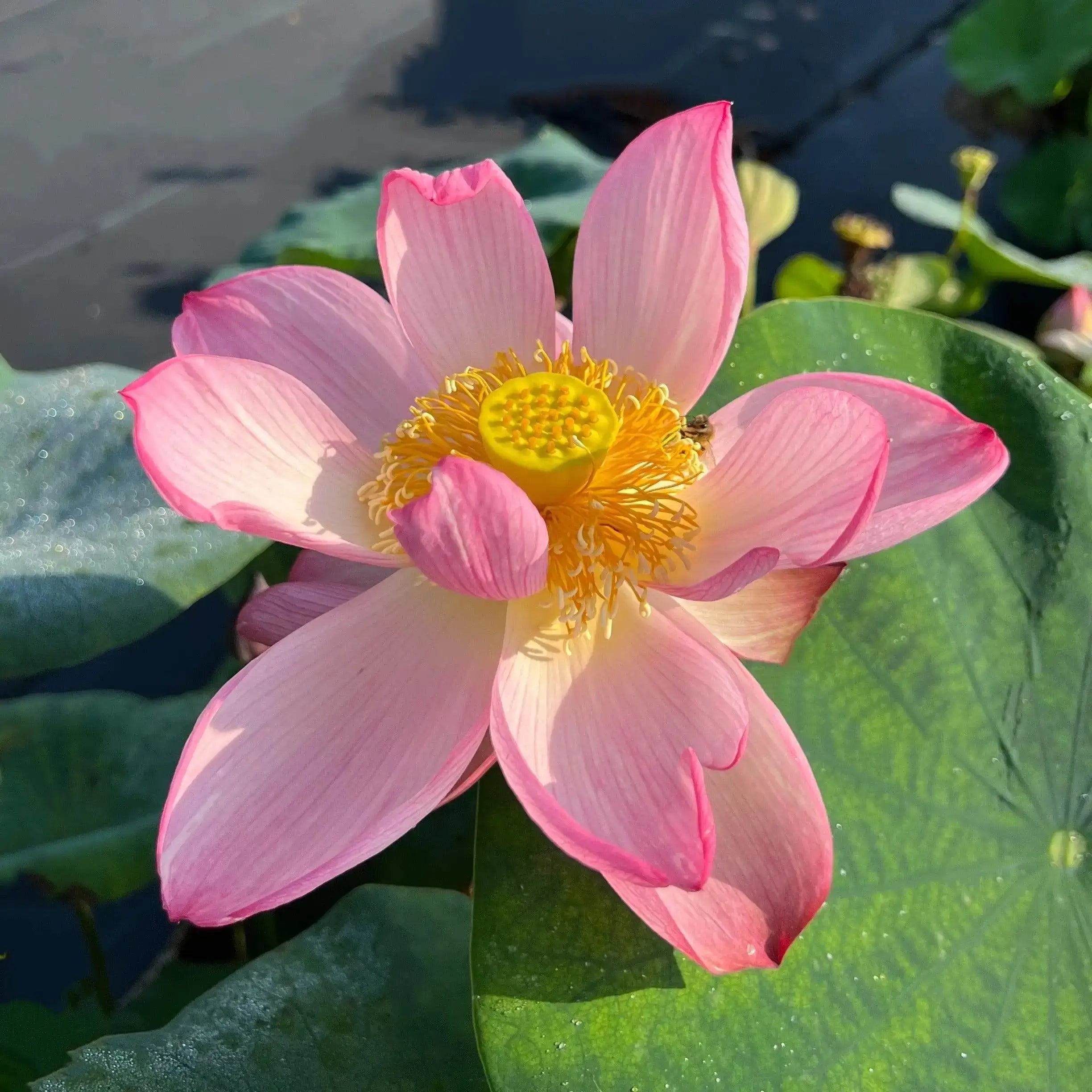 2024 Beauty Makeup Lotus (Bare Root) - Play It Koi