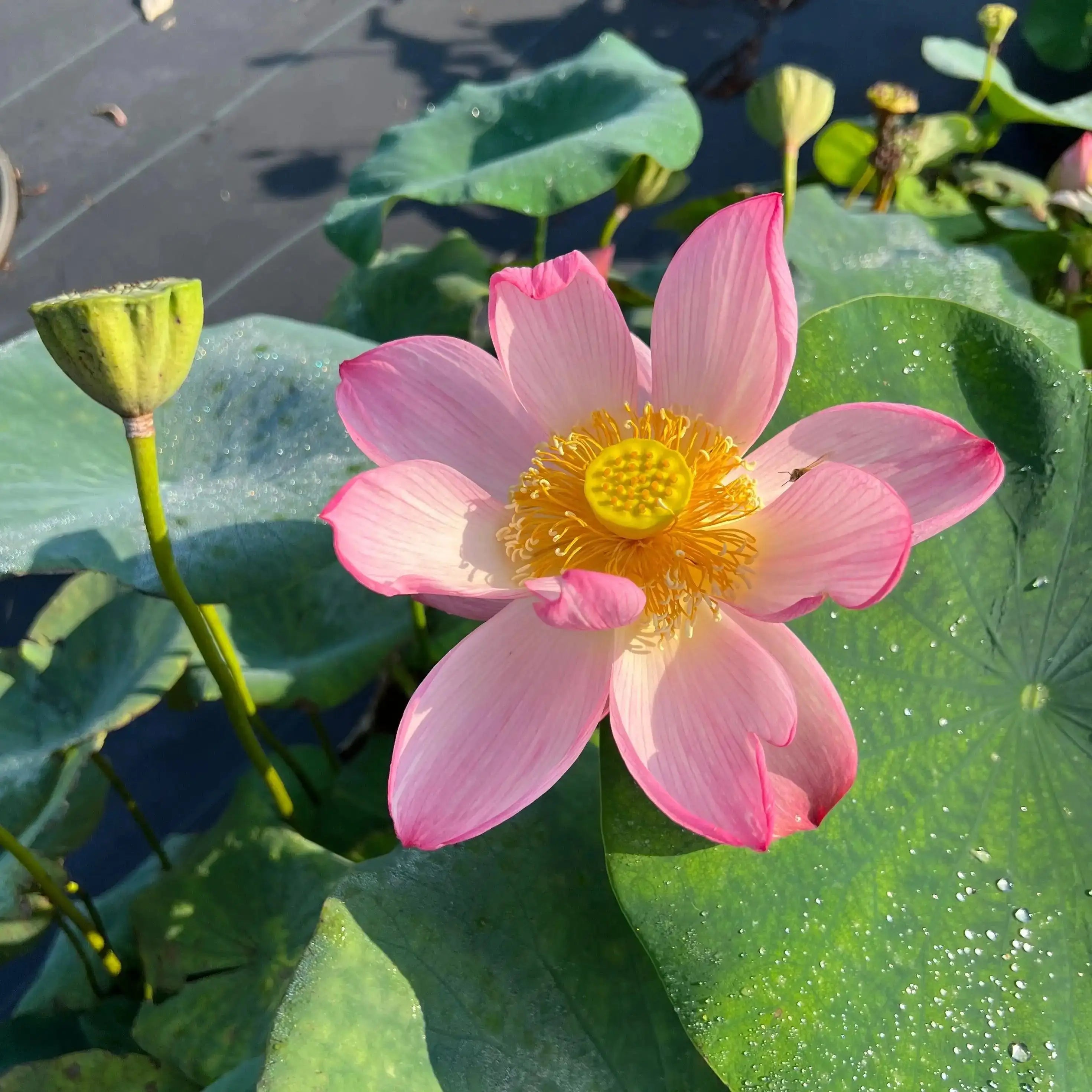 2024 Beauty Makeup Lotus (Bare Root) - Play It Koi