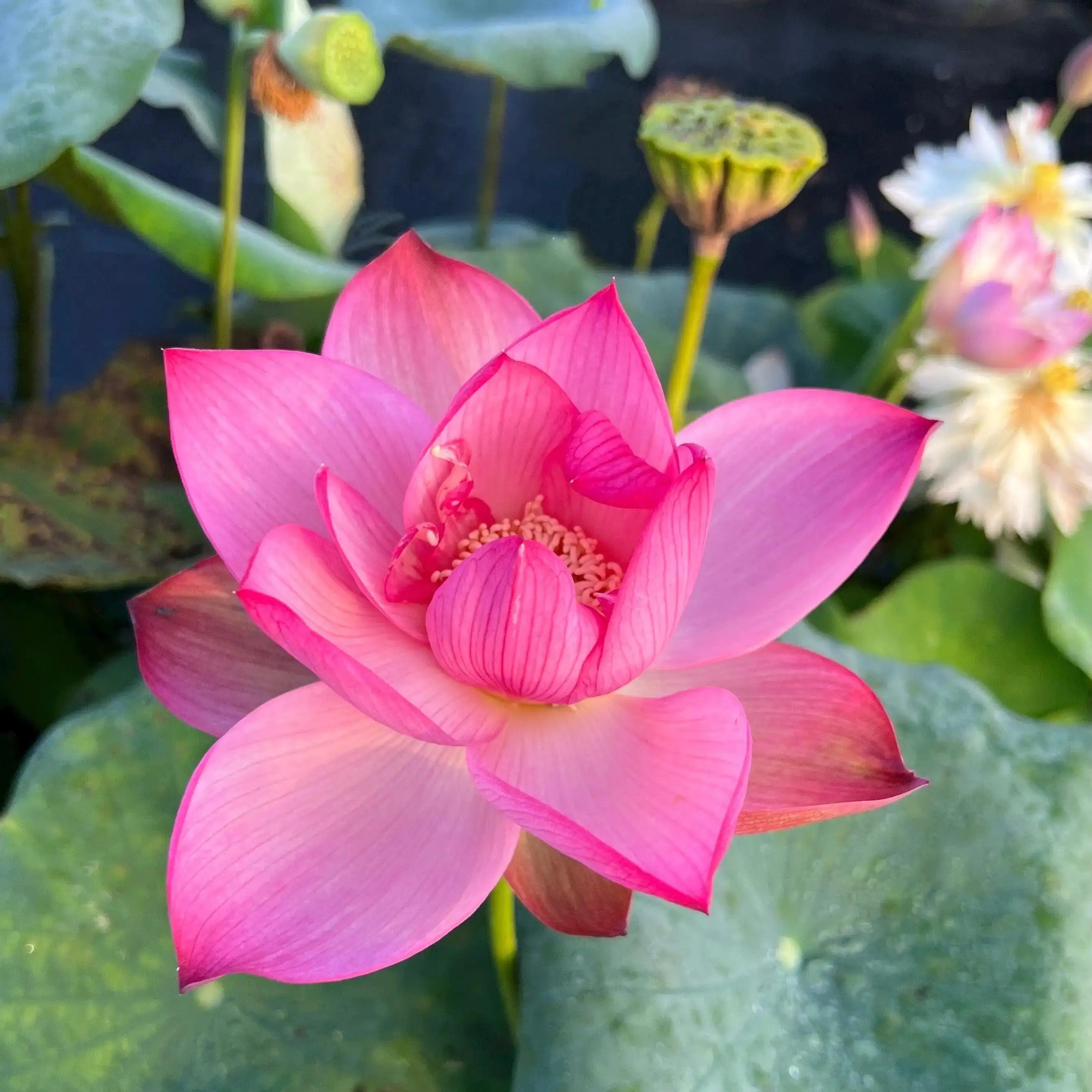 2024 Beauty Makeup Lotus (Bare Root) - Play It Koi