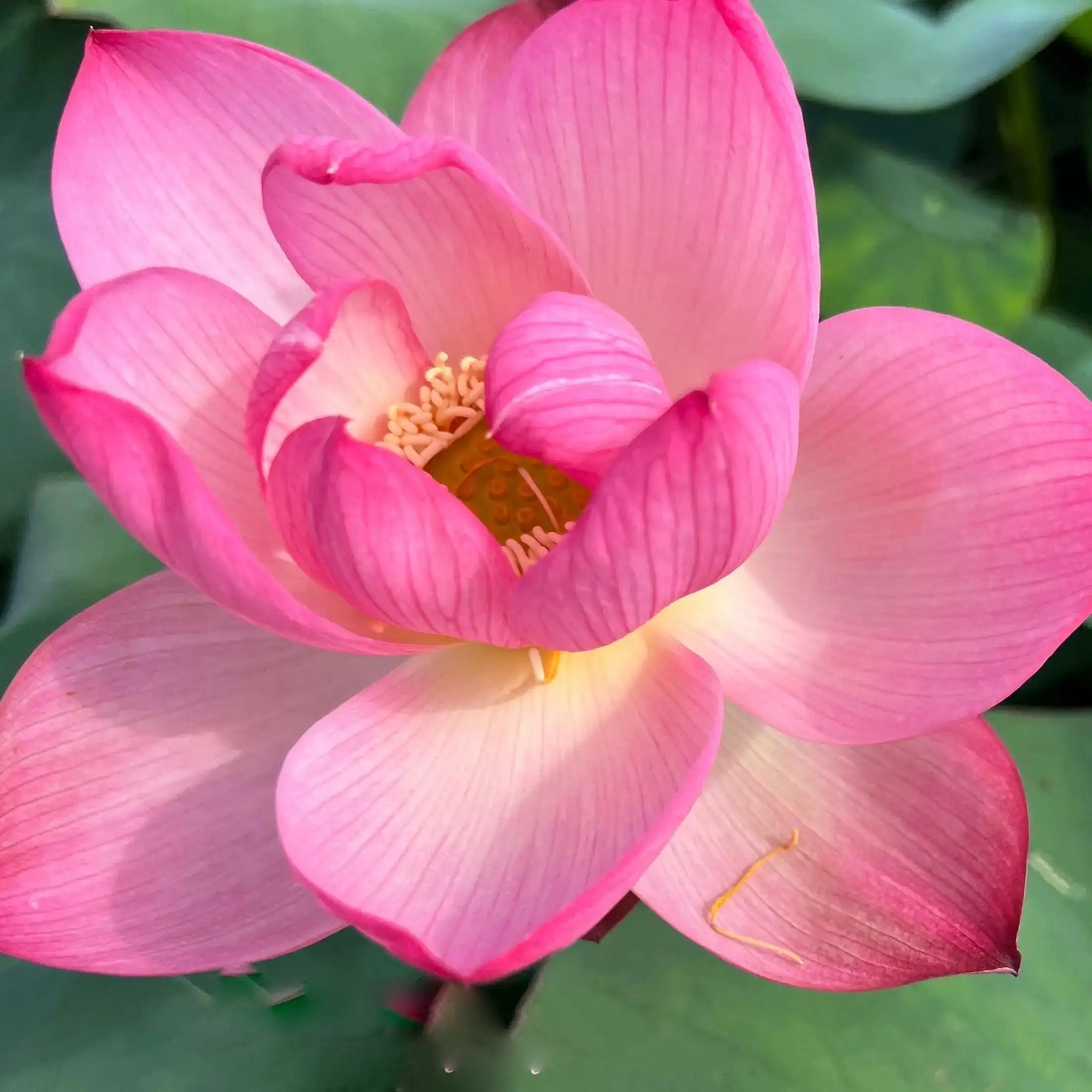 2024 Beauty Makeup Lotus (Bare Root) - Play It Koi