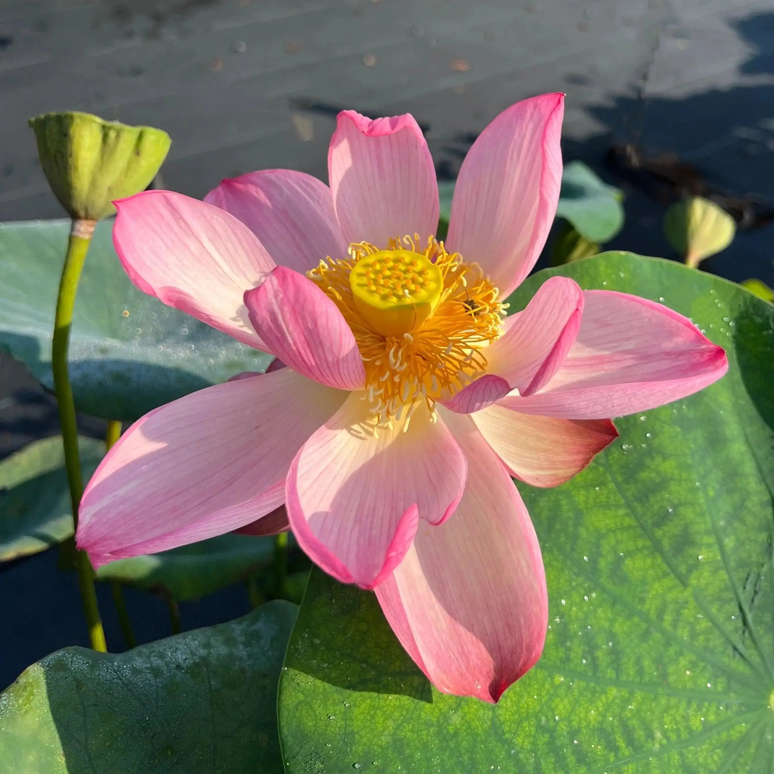 2024 Beauty Makeup Lotus (Bare Root) - Play It Koi