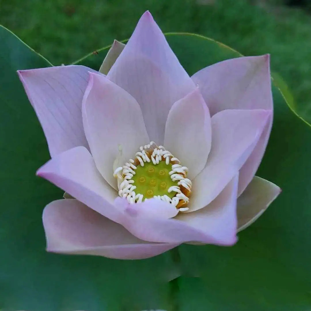 2024 Beauty Ning - Micro Lotus (Bare Root) - Play It Koi