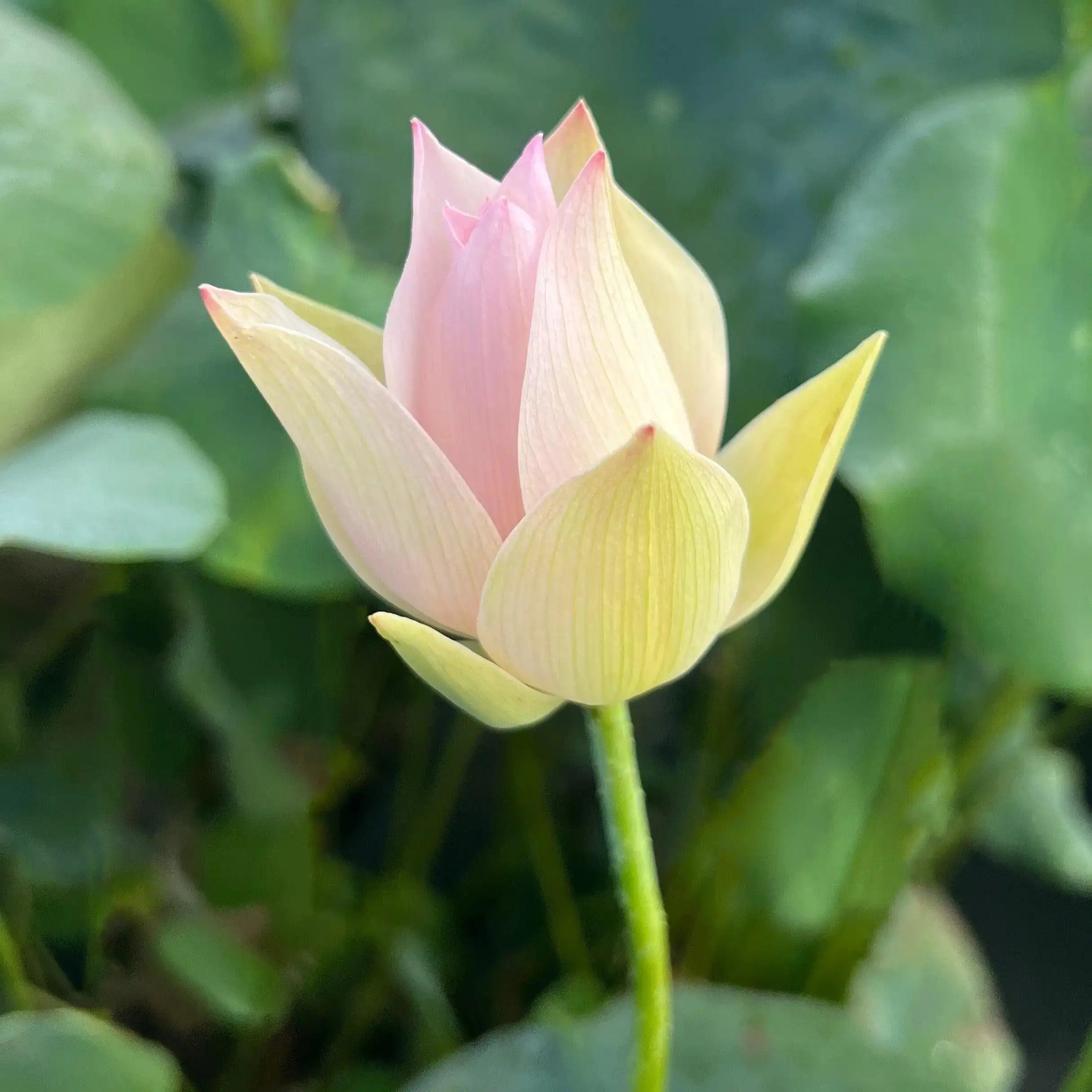 2024 Beauty Ning - Micro Lotus (Bare Root) - Play It Koi