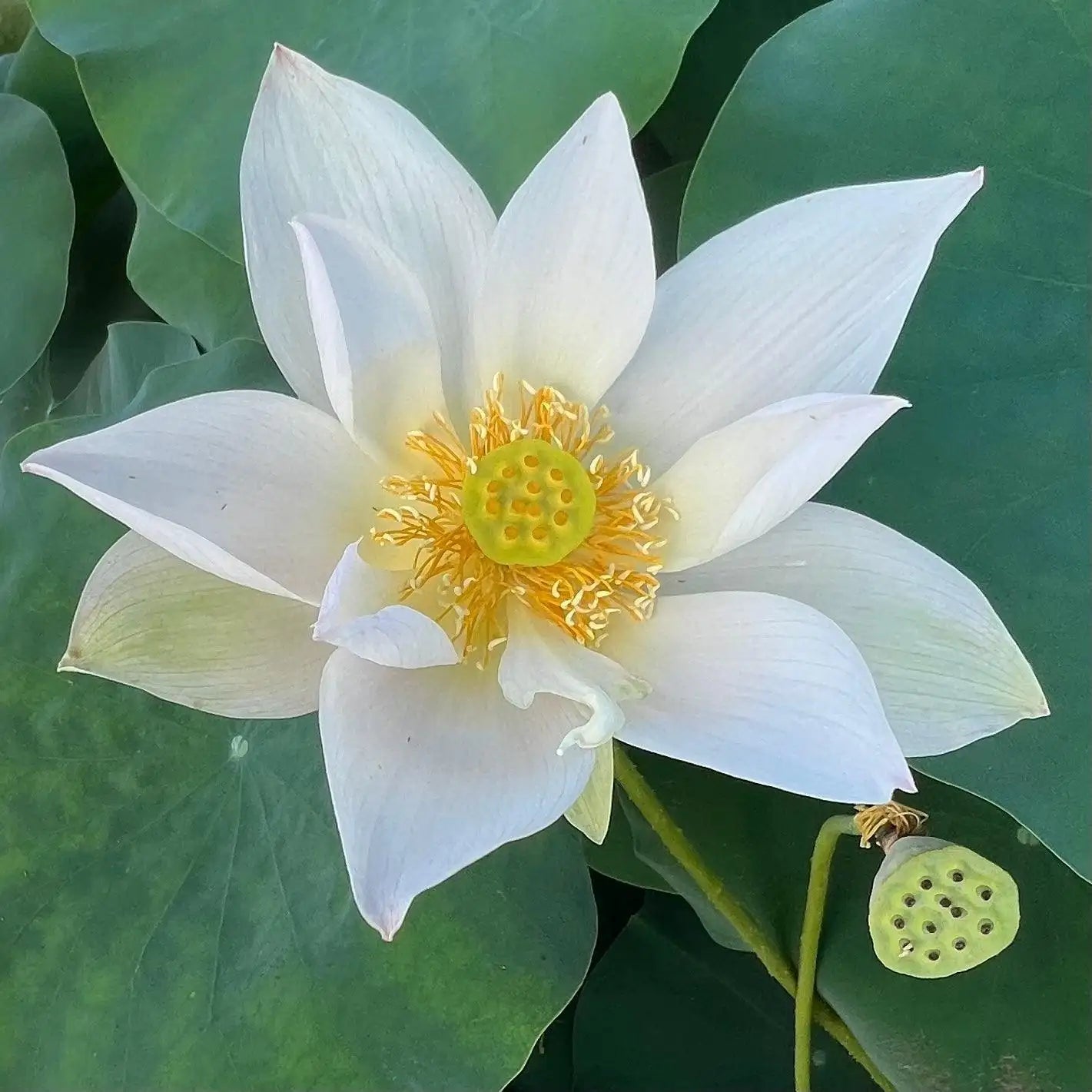 2024 Beauty Ning - Micro Lotus (Bare Root) - Play It Koi