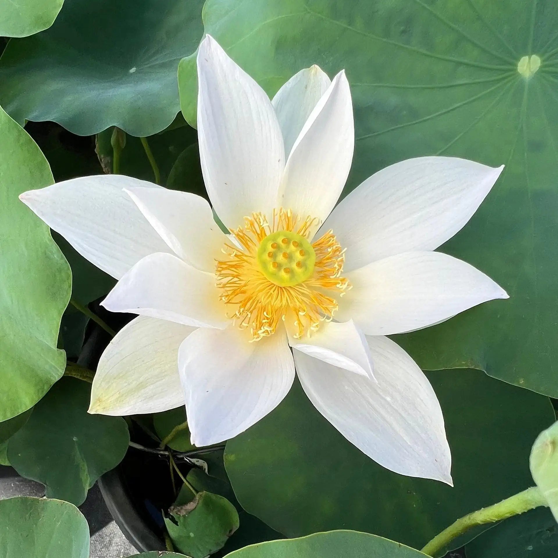 2024 Beauty Ning - Micro Lotus (Bare Root) - Play It Koi