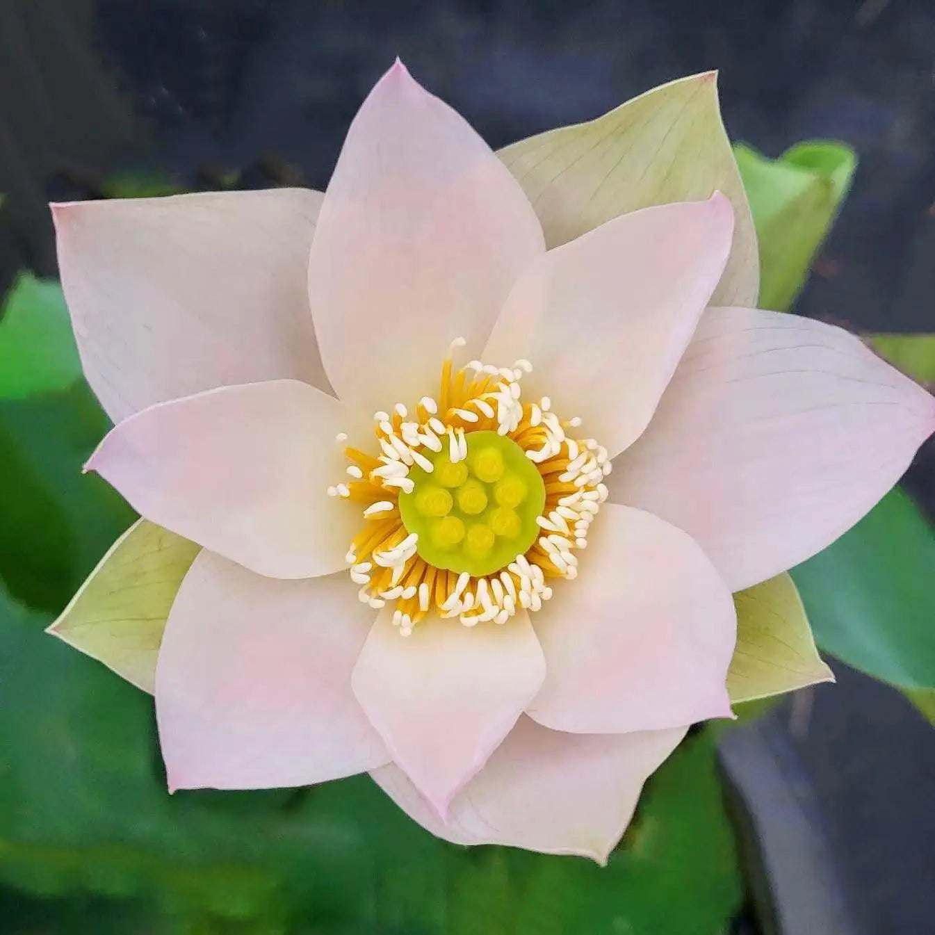 2024 Beauty Ning - Micro Lotus (Bare Root) - Play It Koi