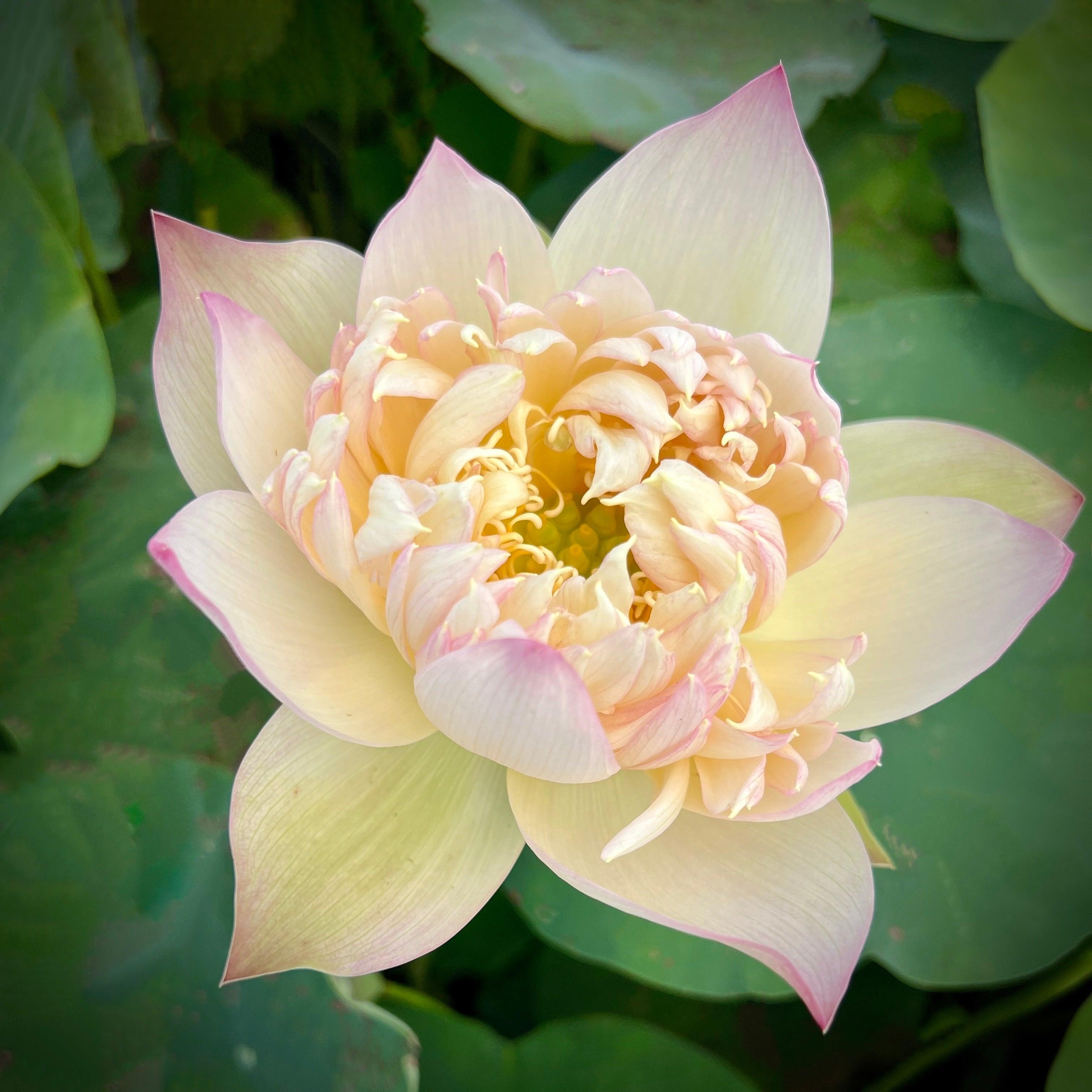 2024 Beauty Zang Lotus (Bare Root) - Play It Koi