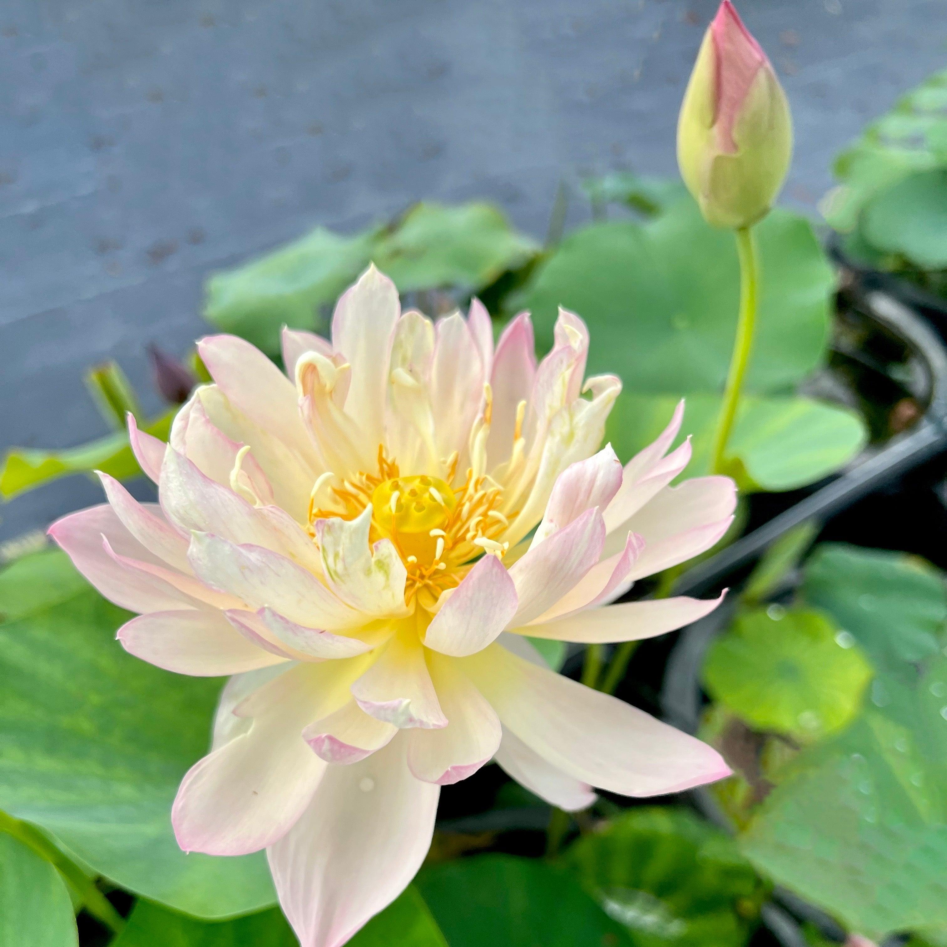 2024 Beauty Zang Lotus (Bare Root) - Play It Koi
