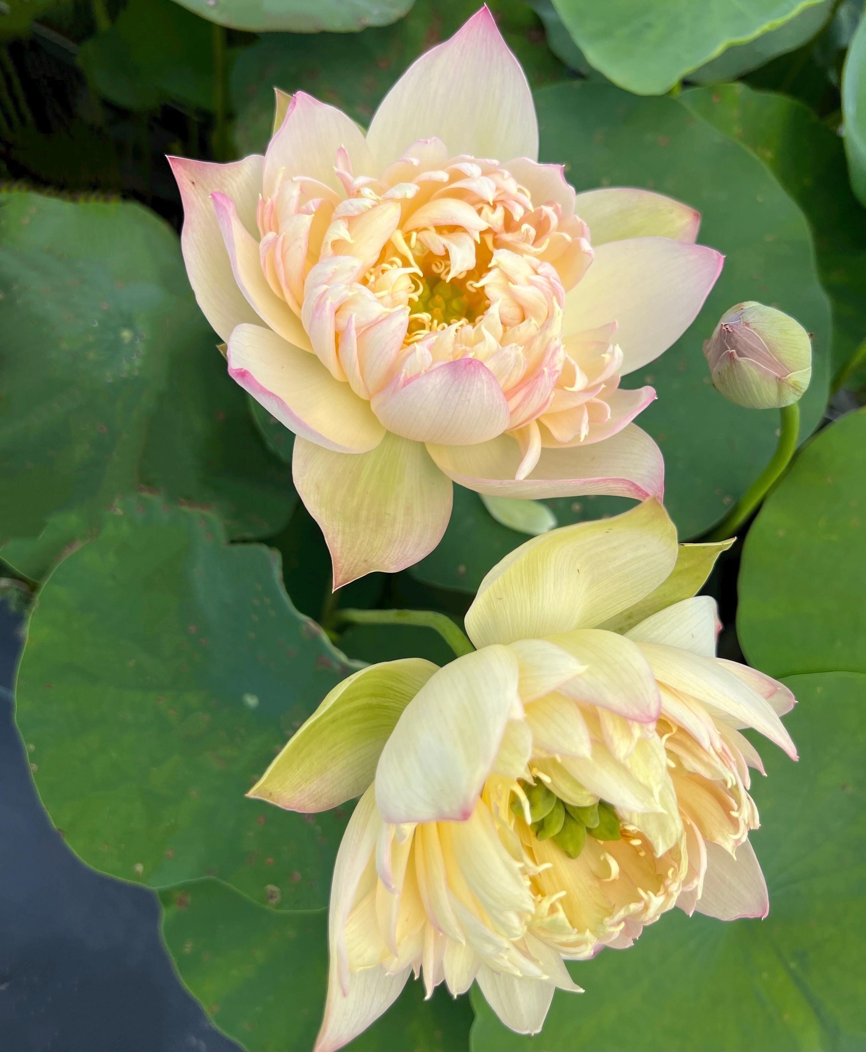 2024 Beauty Zang Lotus (Bare Root) - Play It Koi