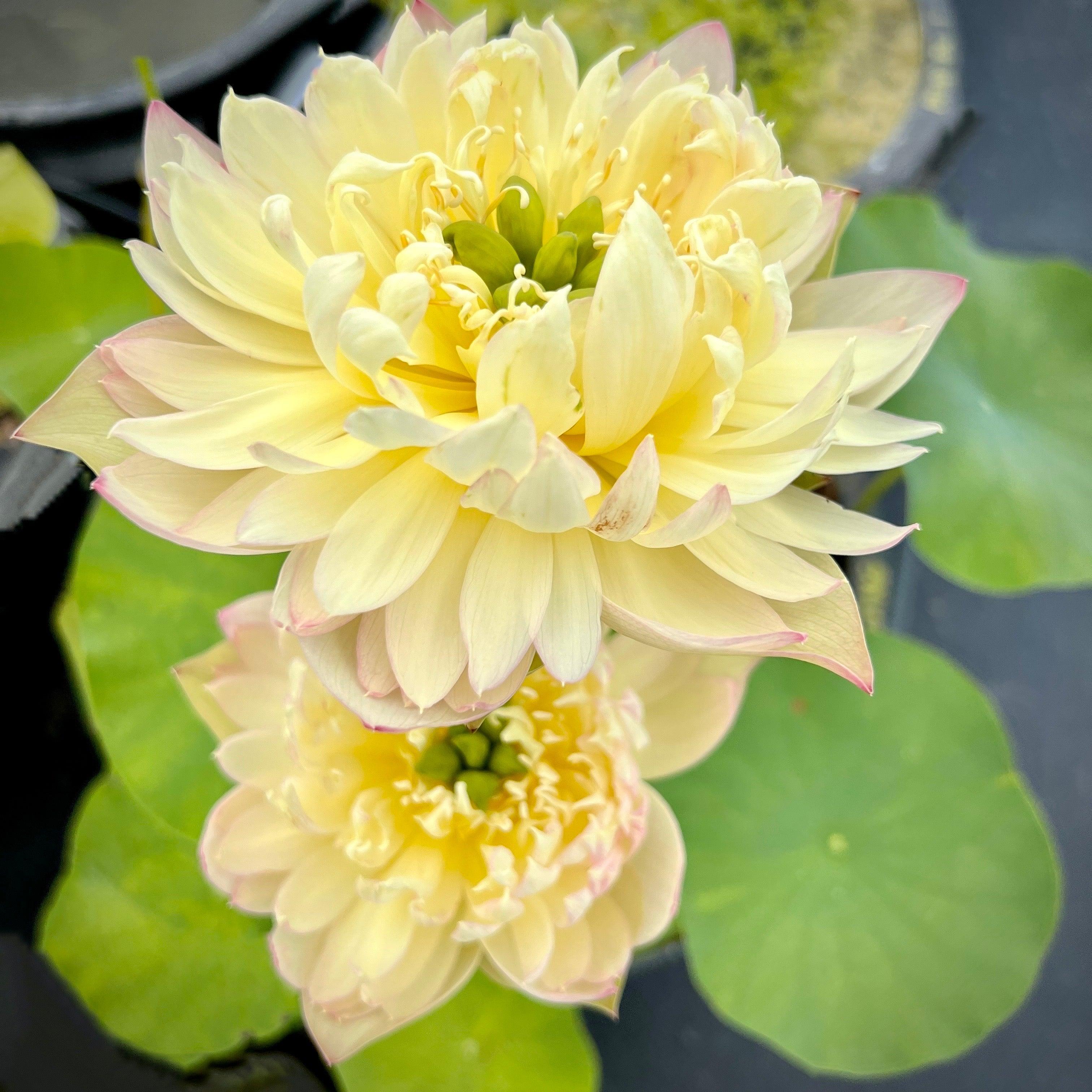 2024 Beauty Zang Lotus (Bare Root) - Play It Koi