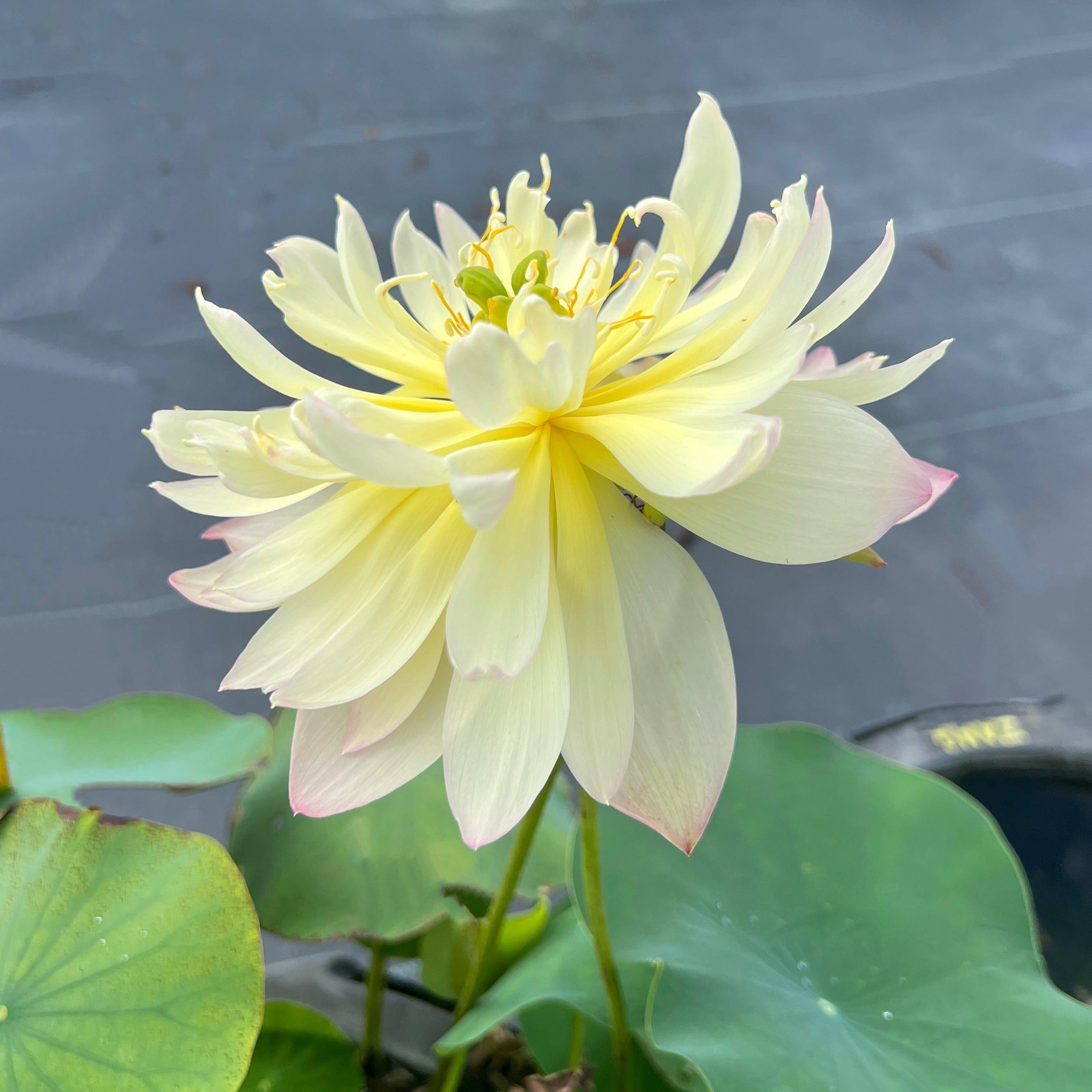 2024 Beauty Zang Lotus (Bare Root) - Play It Koi