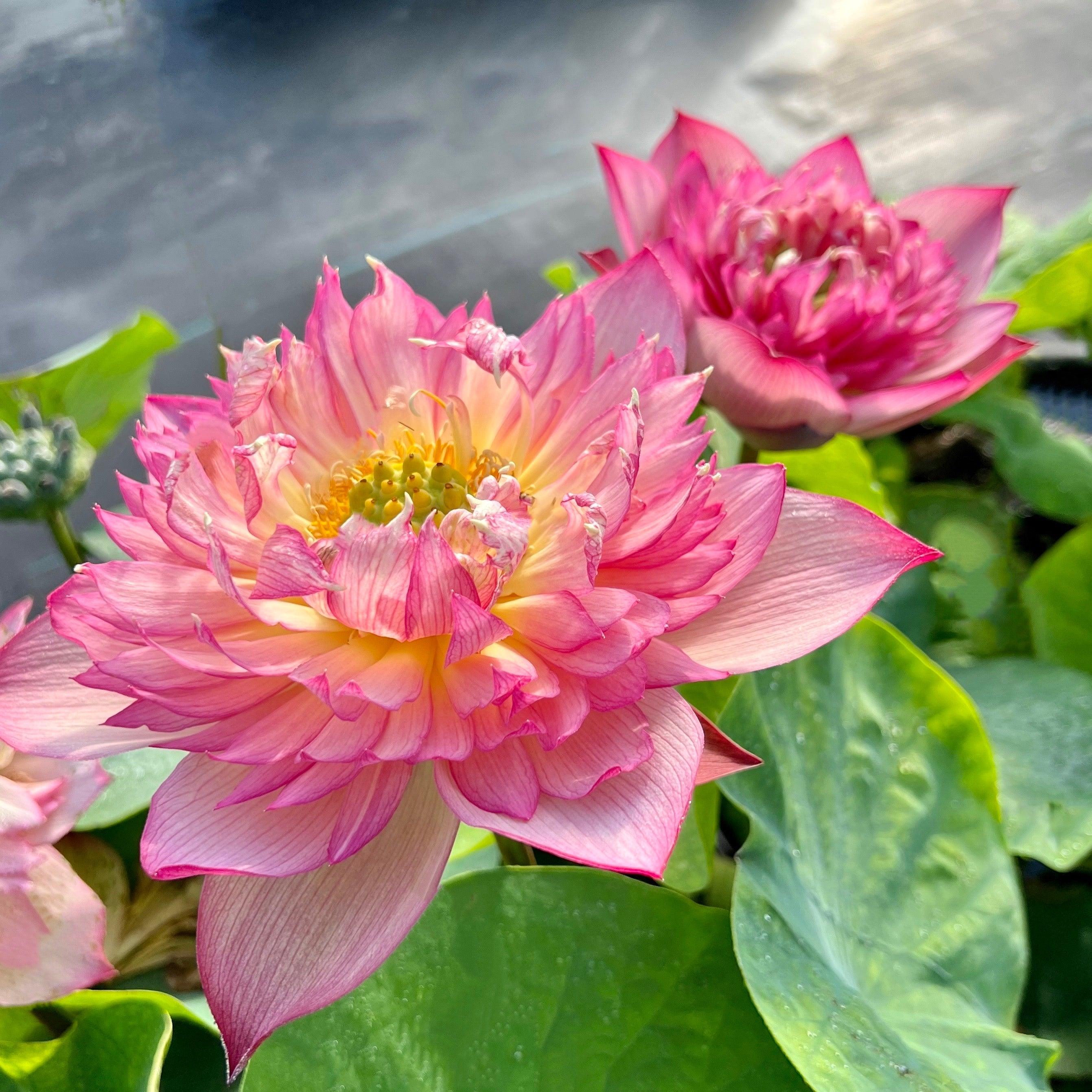 2024 Chinese Lark Lotus (Bare Root) - Play It Koi