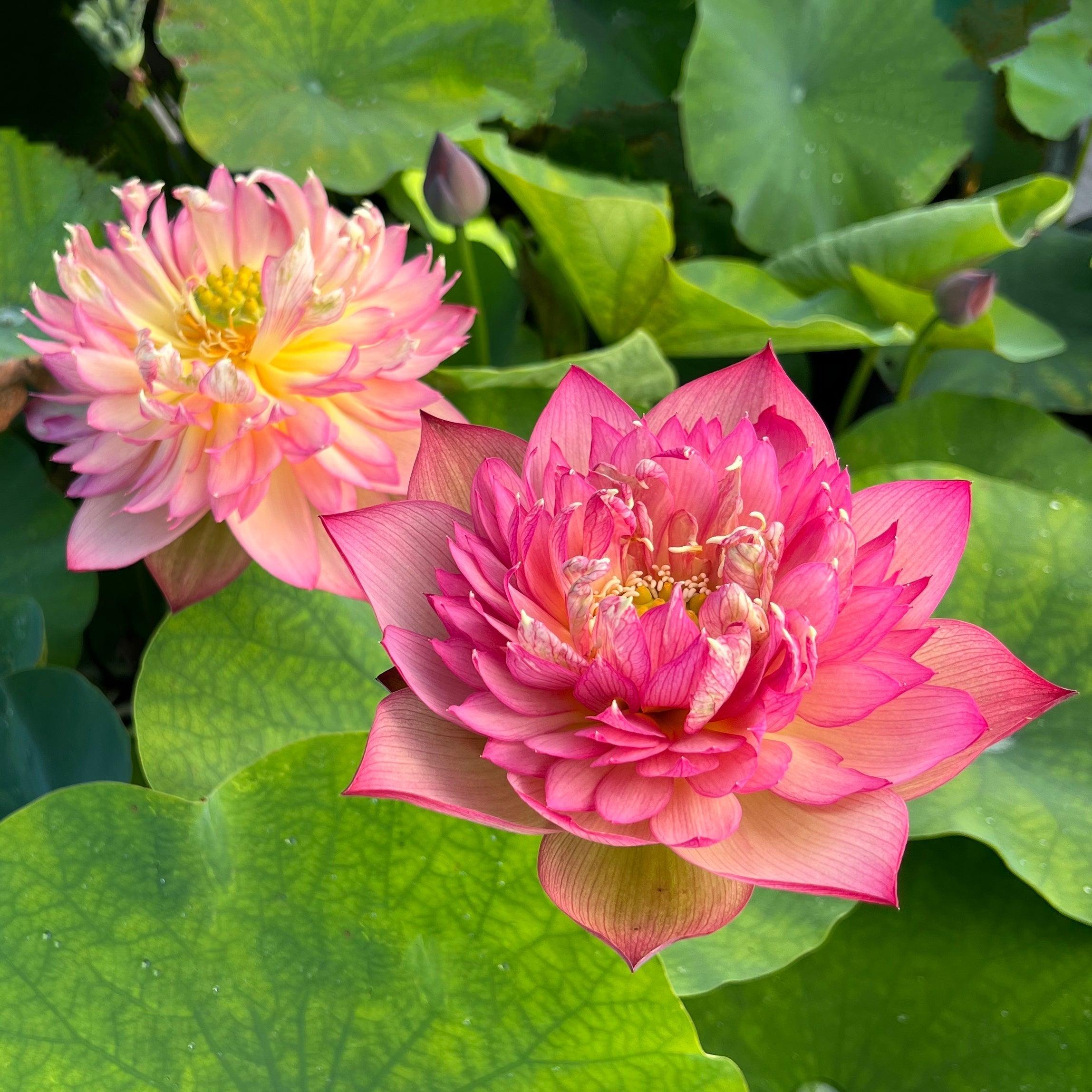 2024 Chinese Lark Lotus (Bare Root) - Play It Koi