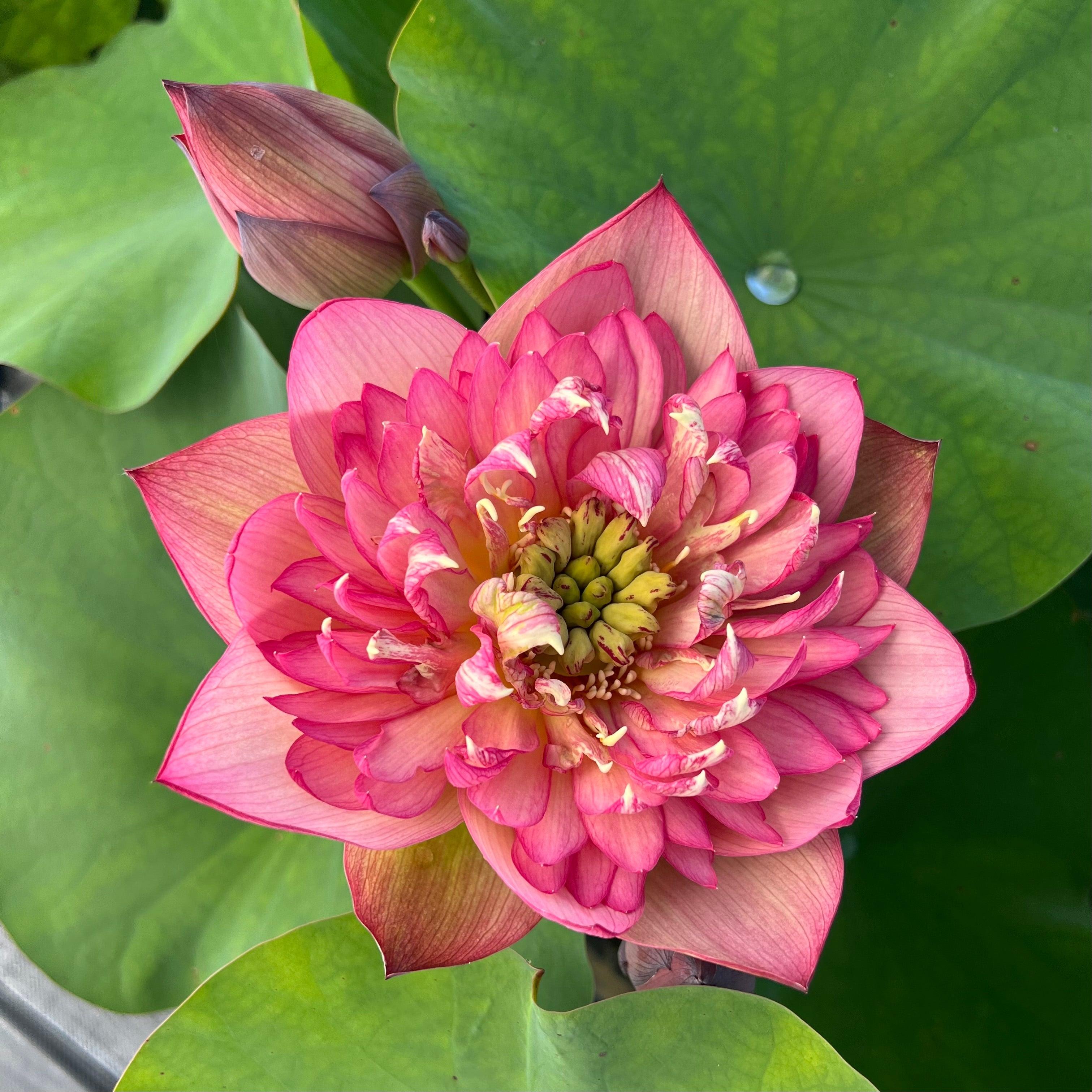 2024 Chinese Lark Lotus (Bare Root) - Play It Koi