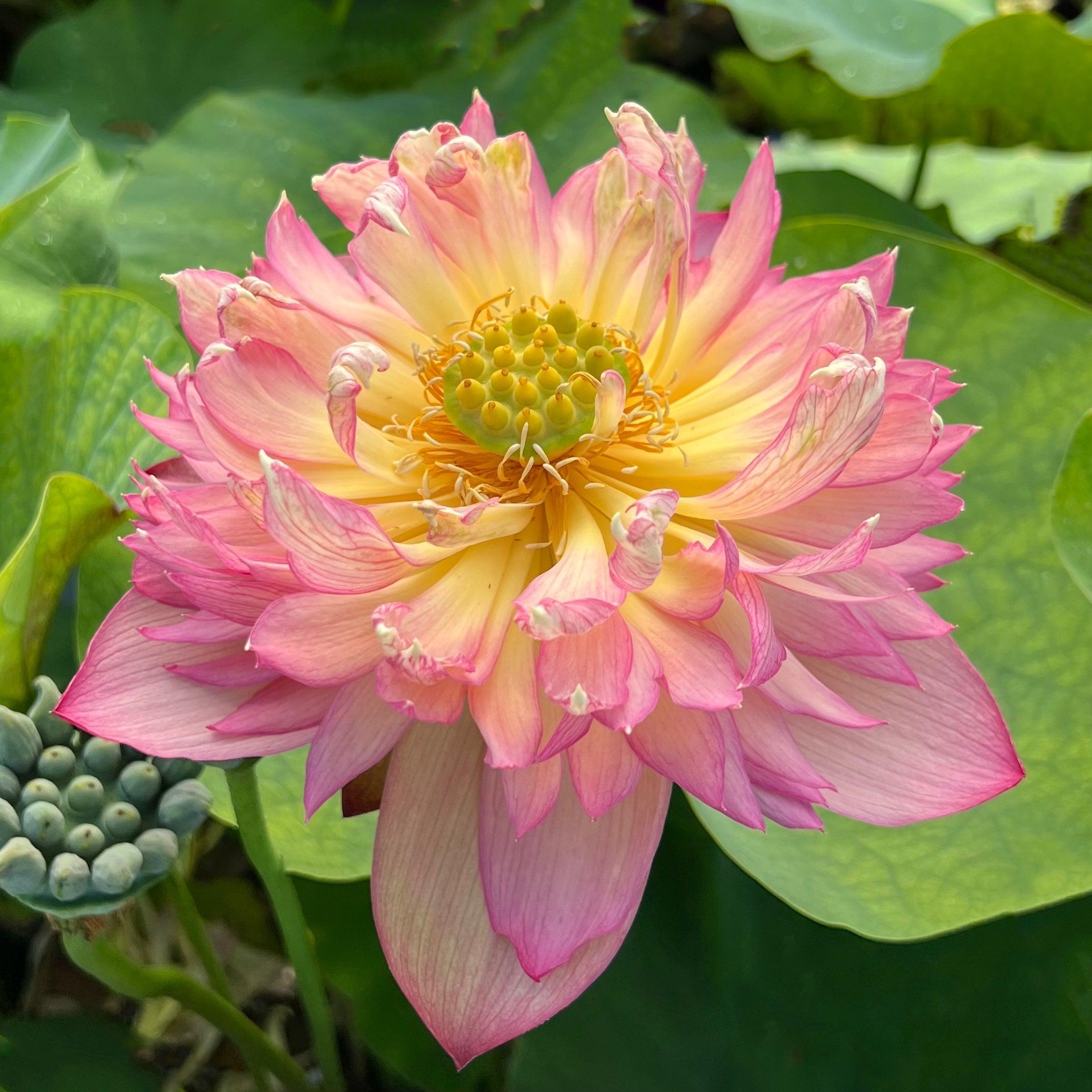 2024 Chinese Lark Lotus (Bare Root) - Play It Koi