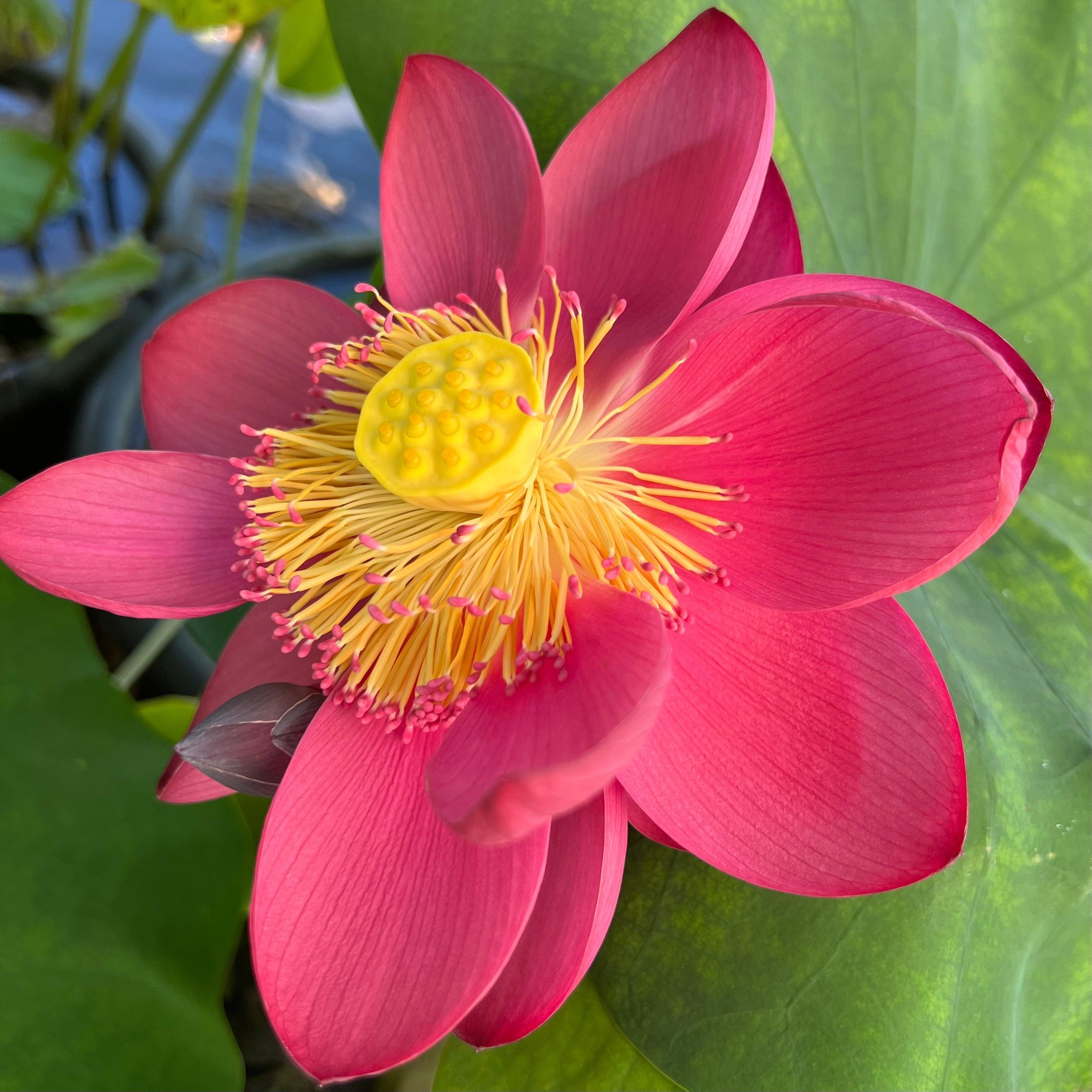 2024 Circular Shadow - Wonderful Surprise Lotus (Bare Root) - Play It Koi