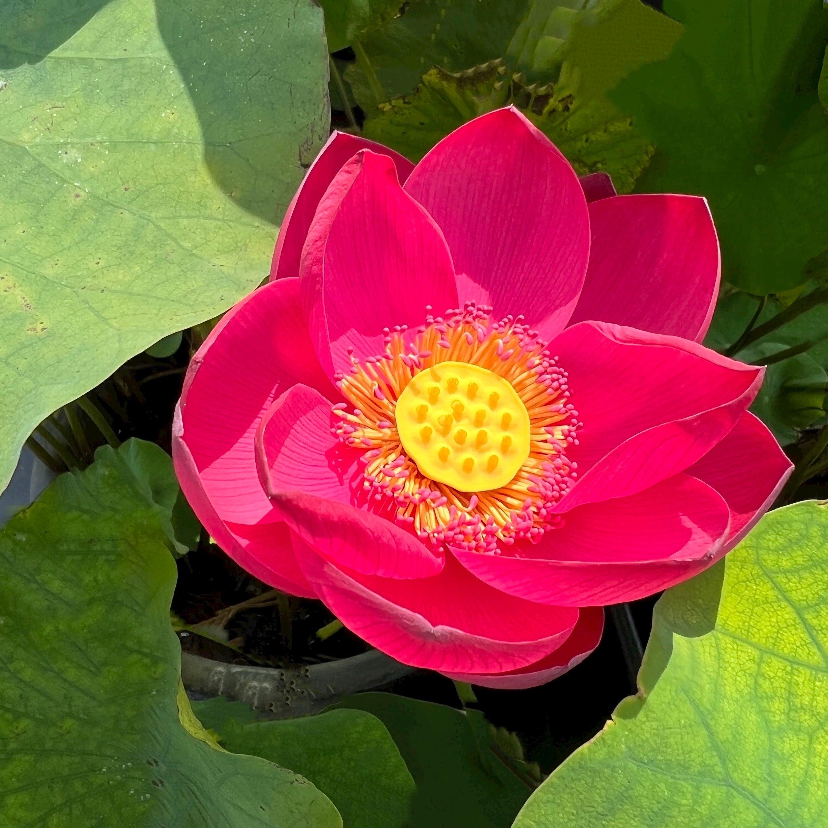 2024 Circular Shadow - Wonderful Surprise Lotus (Bare Root) - Play It Koi