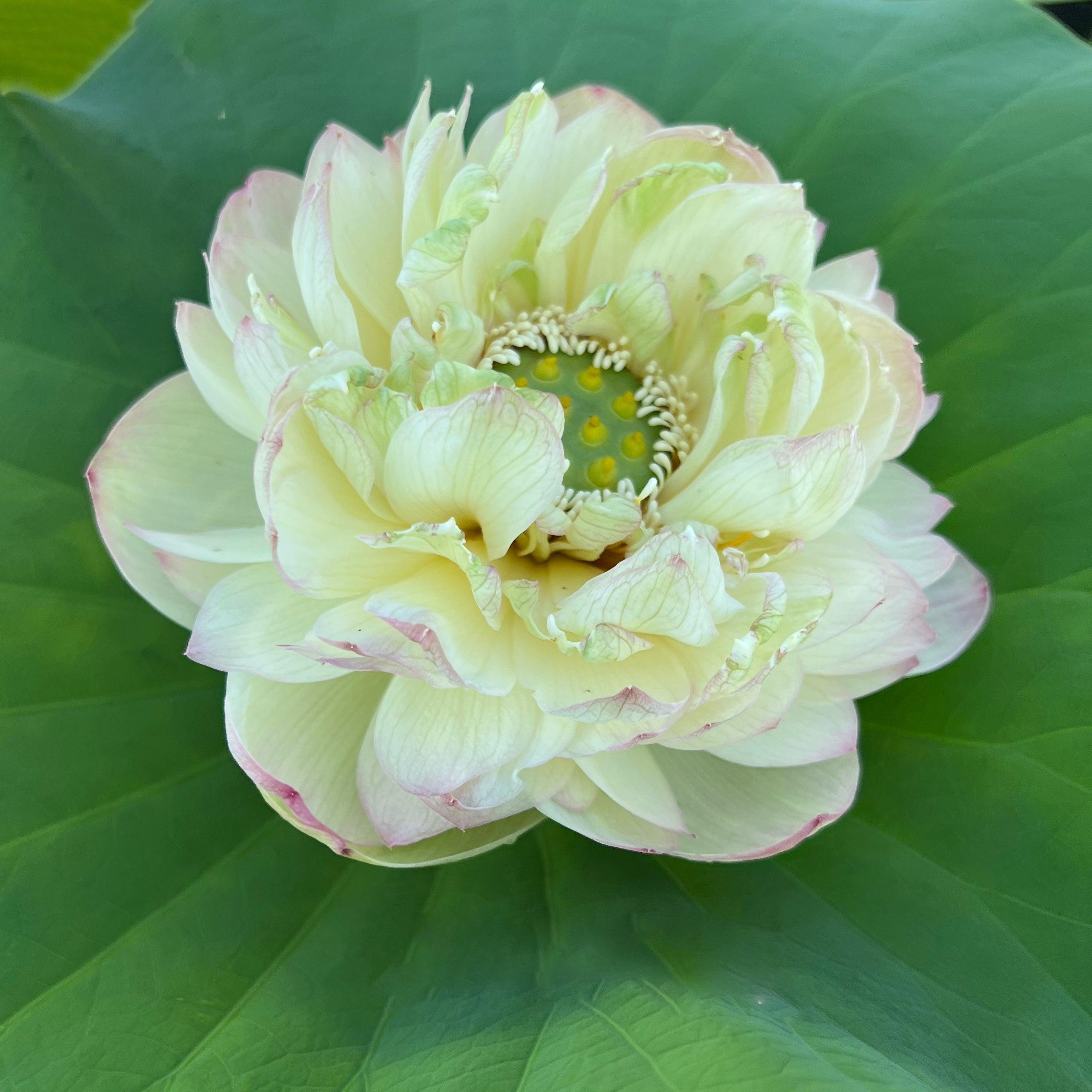 2024 Clouds in Moling Lotus (Bare Root) - Play It Koi