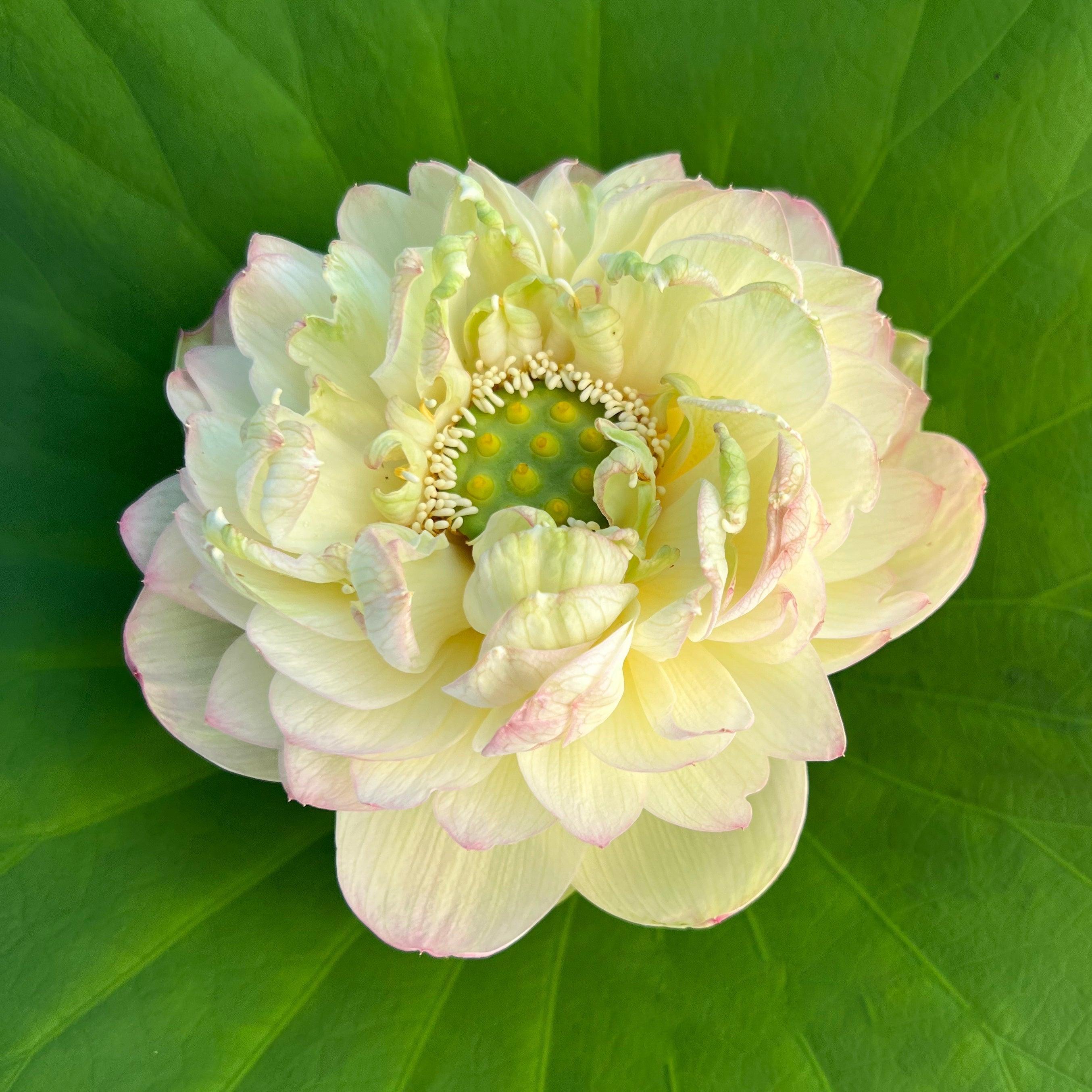 2024 Clouds in Moling Lotus (Bare Root) - Play It Koi