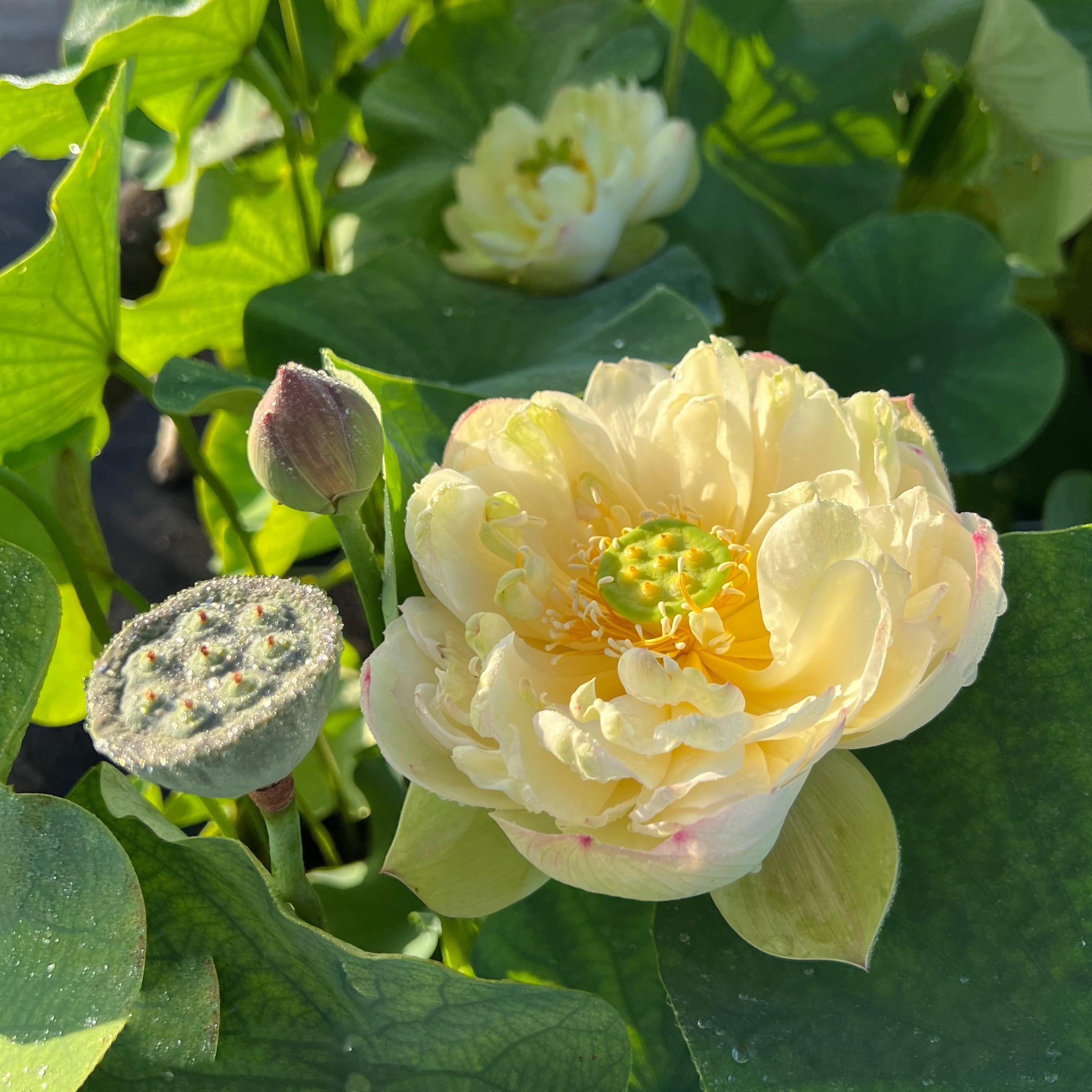 2024 Clouds in Moling Lotus (Bare Root) - Play It Koi