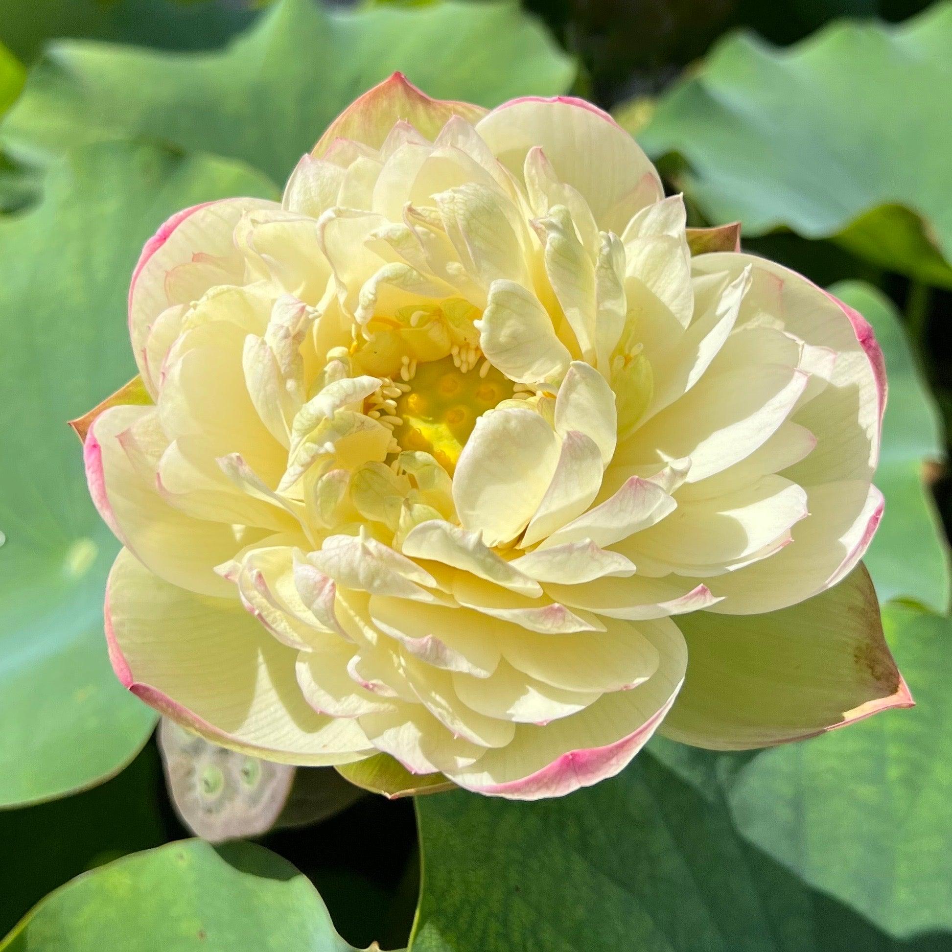 2024 Clouds in Moling Lotus (Bare Root) - Play It Koi