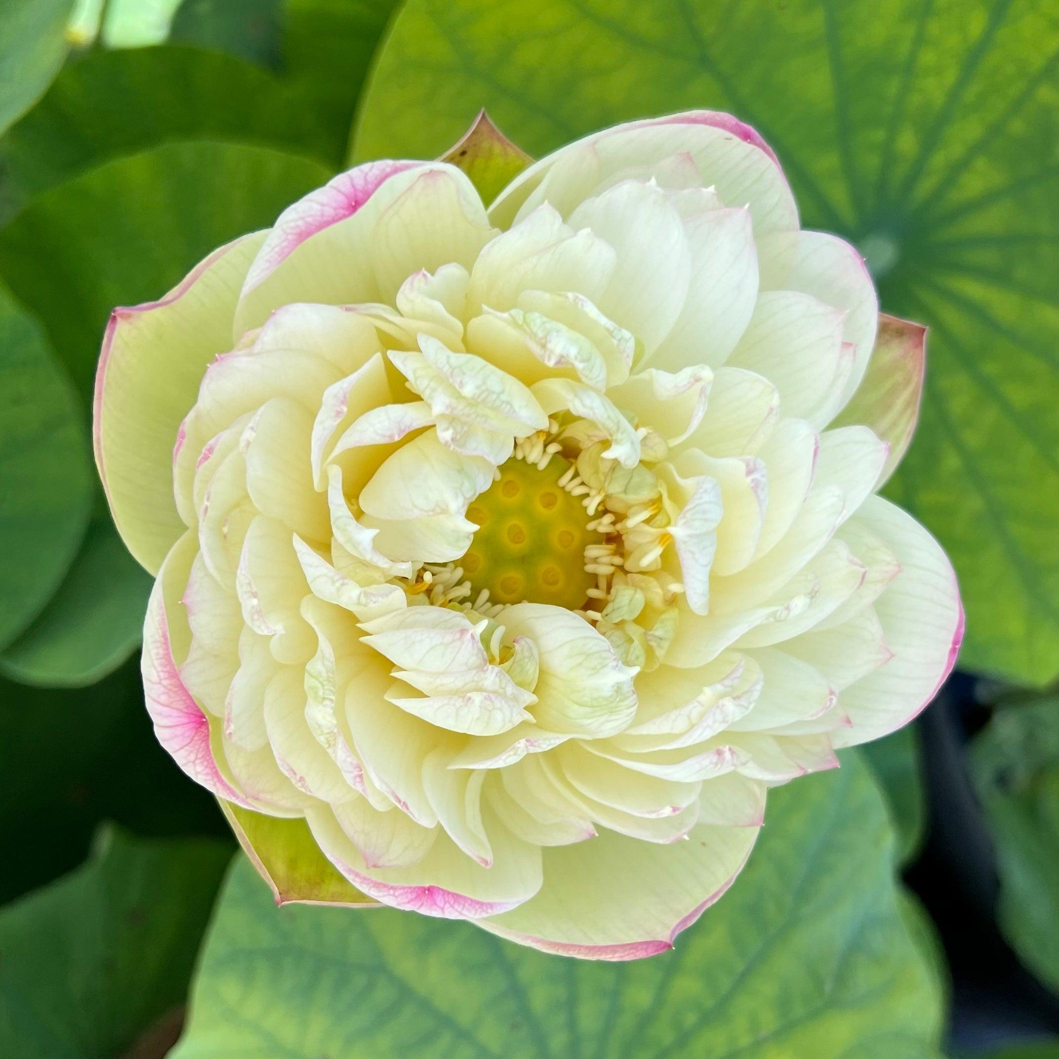 2024 Clouds in Moling Lotus (Bare Root) - Play It Koi