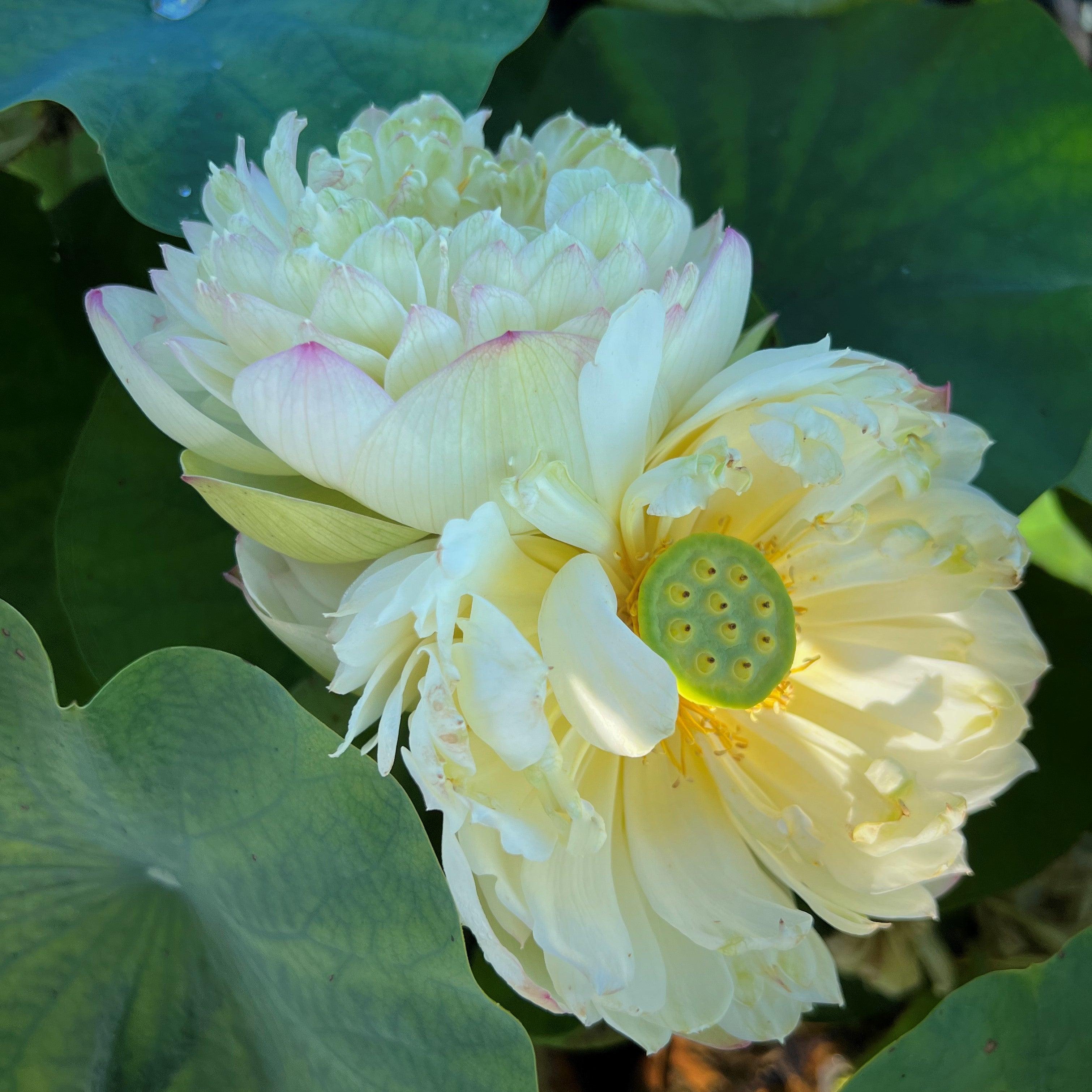 2024 Clouds in Moling Lotus (Bare Root) - Play It Koi