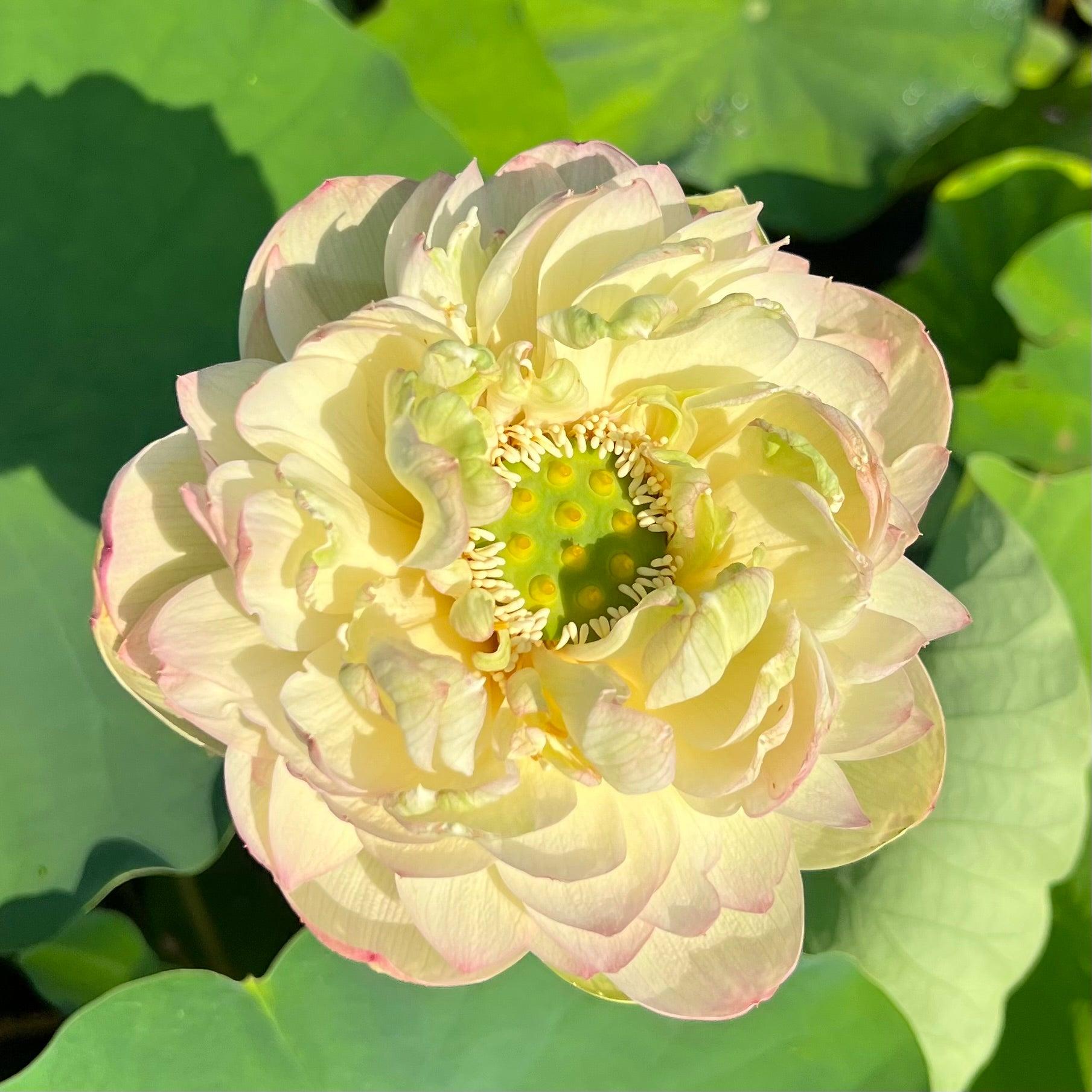 2024 Clouds in Moling Lotus (Bare Root) - Play It Koi