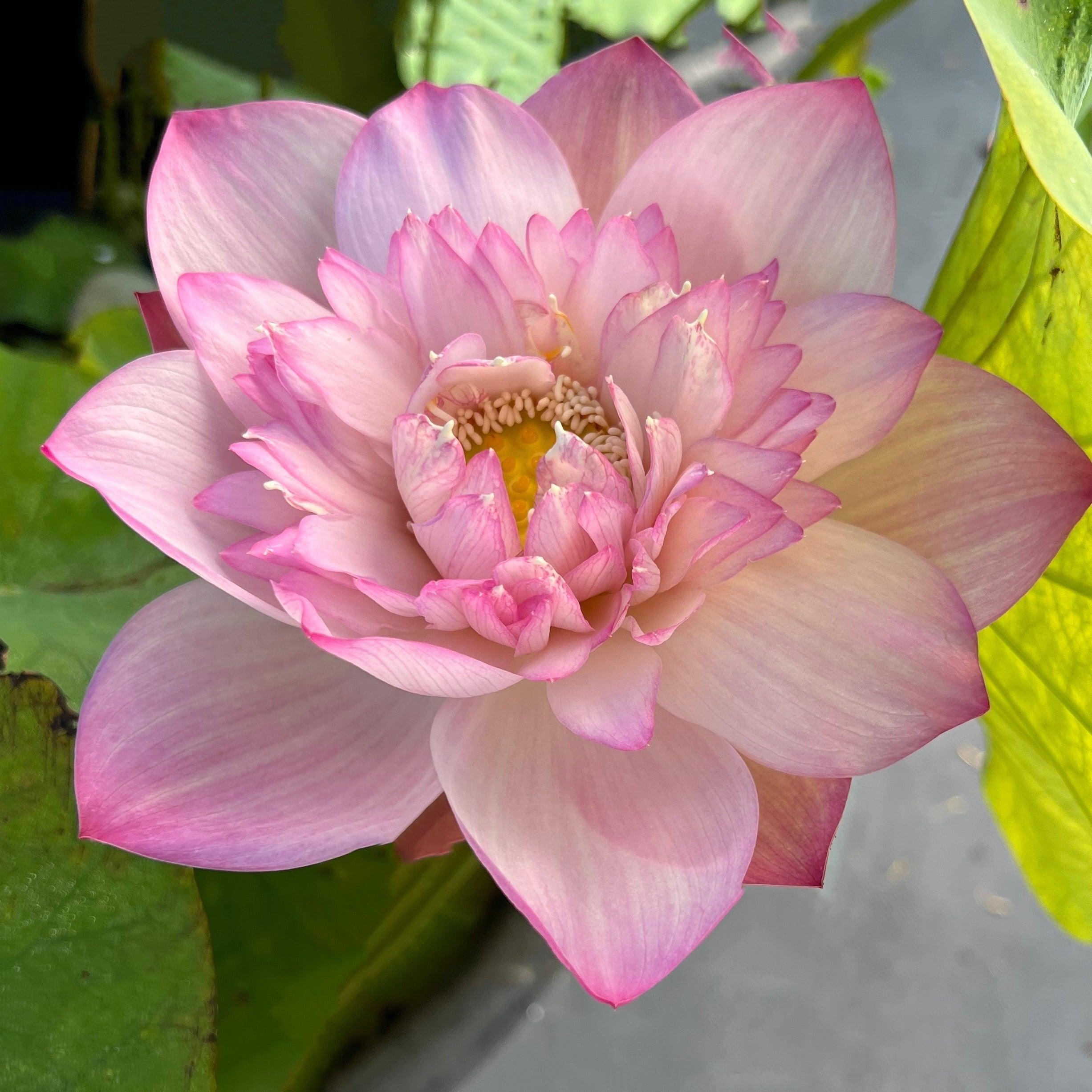 2024 Crispy Lotus - Fresh and Beautiful Lotus (Bare Root) - Play It Koi