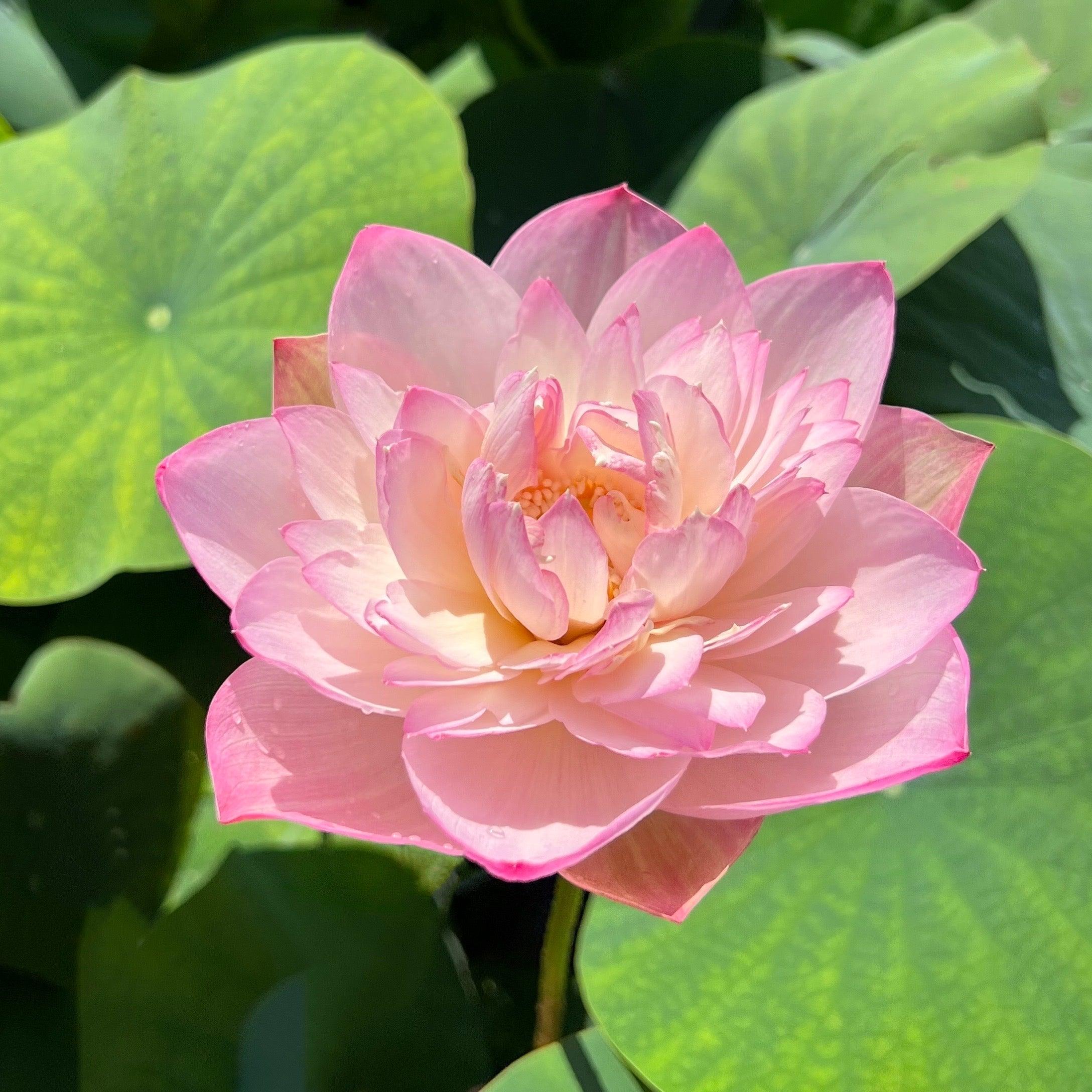 2024 Crispy Lotus - Fresh and Beautiful Lotus (Bare Root) - Play It Koi