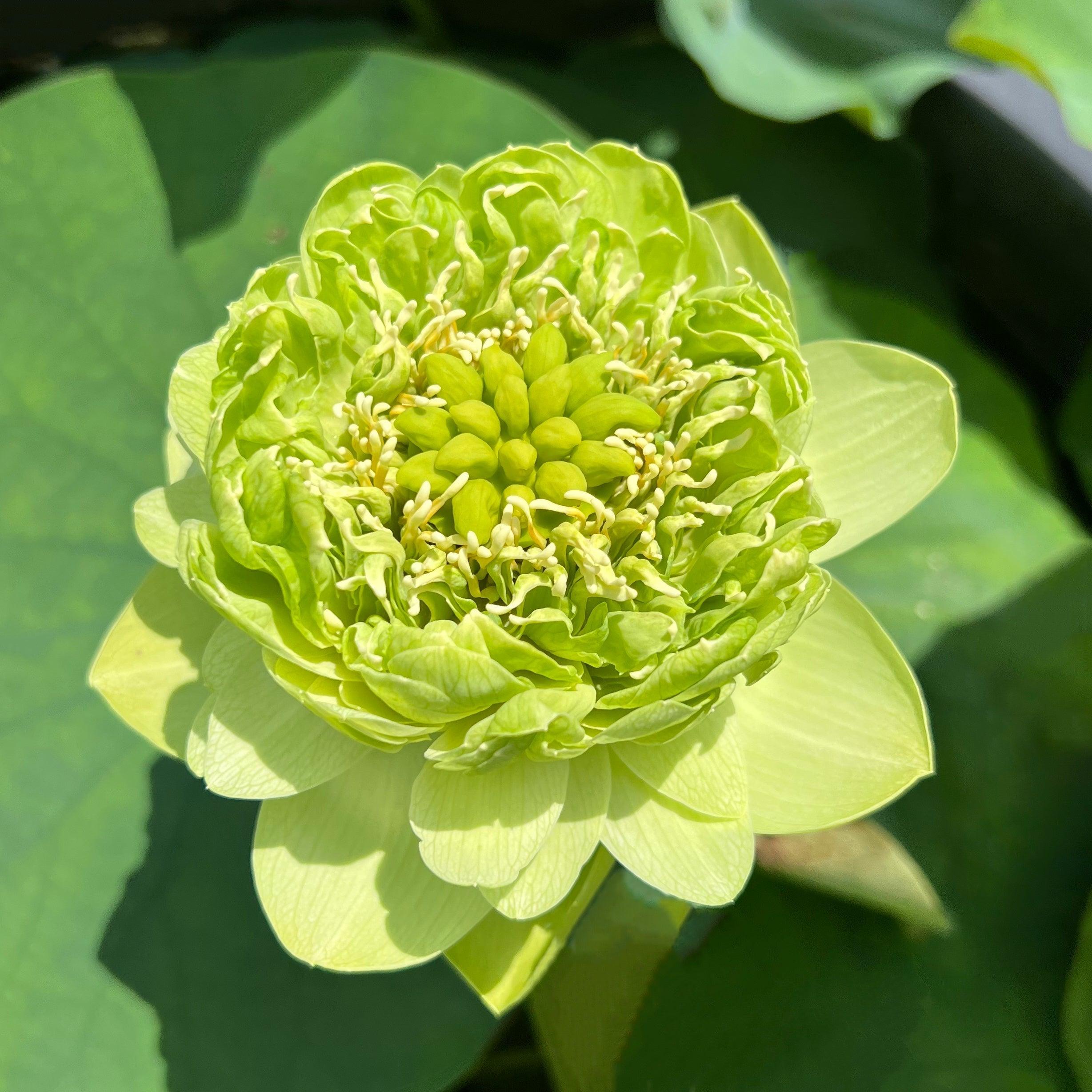 2024 Gold & Jade Peony - Green Lotus (Bare Root) - Play It Koi