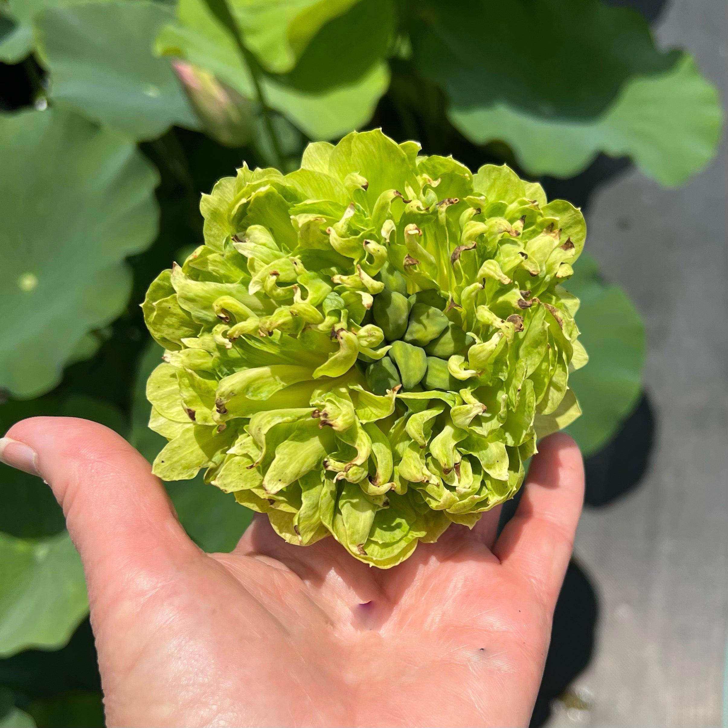 2024 Gold & Jade Peony - Green Lotus (Bare Root) - Play It Koi