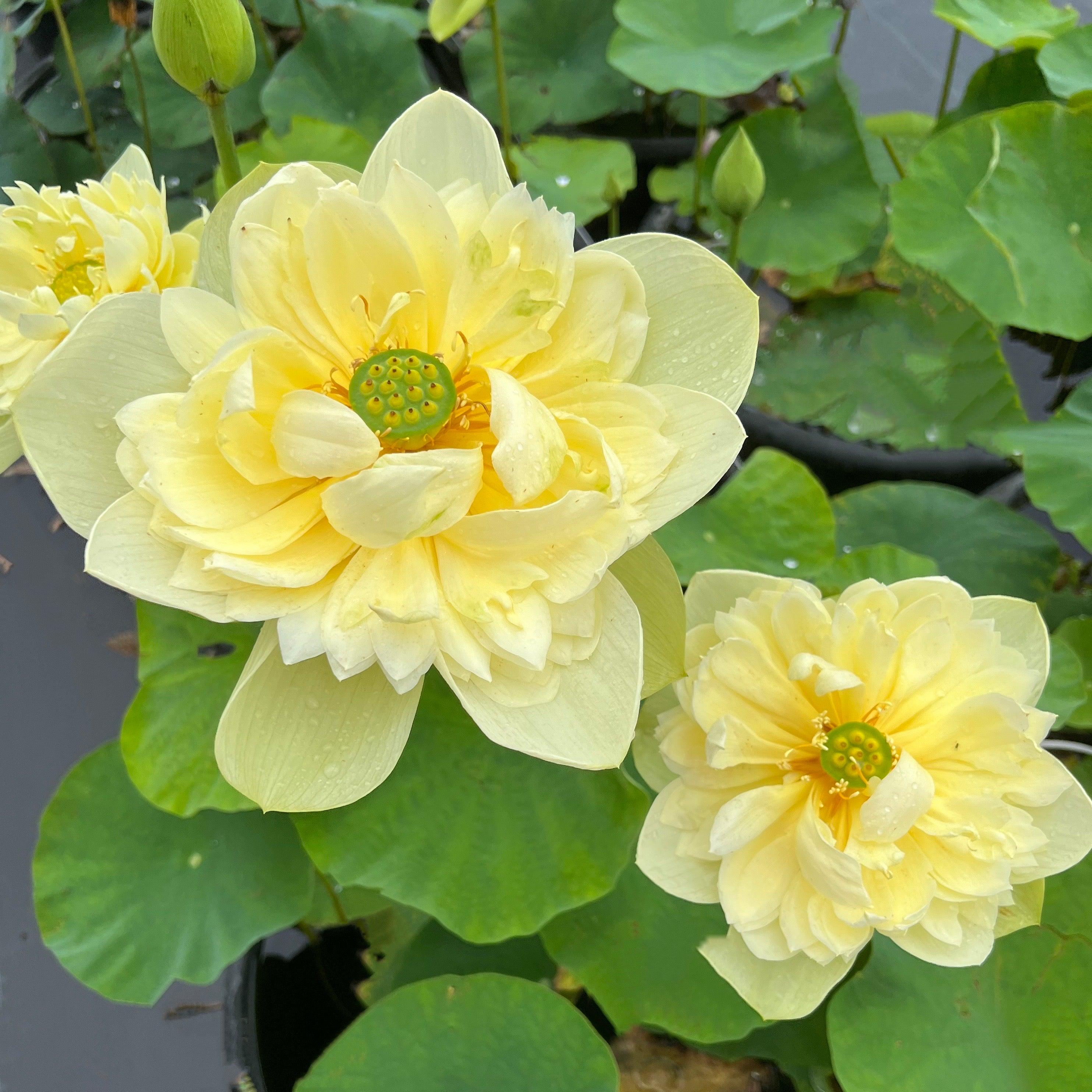 2024 Golden Builder Lotus (Bare Root) - Play It Koi