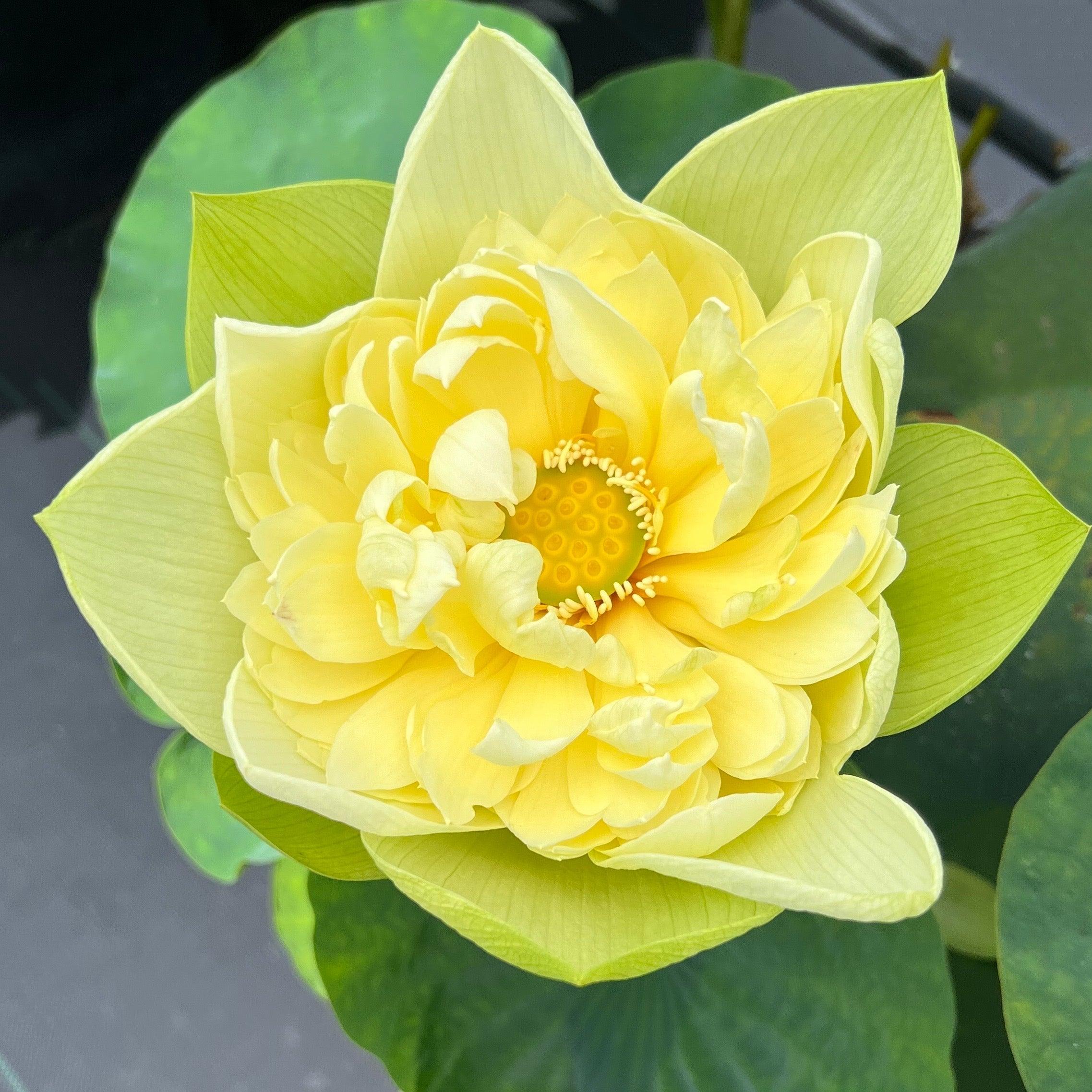 2024 Golden Builder Lotus (Bare Root) - Play It Koi