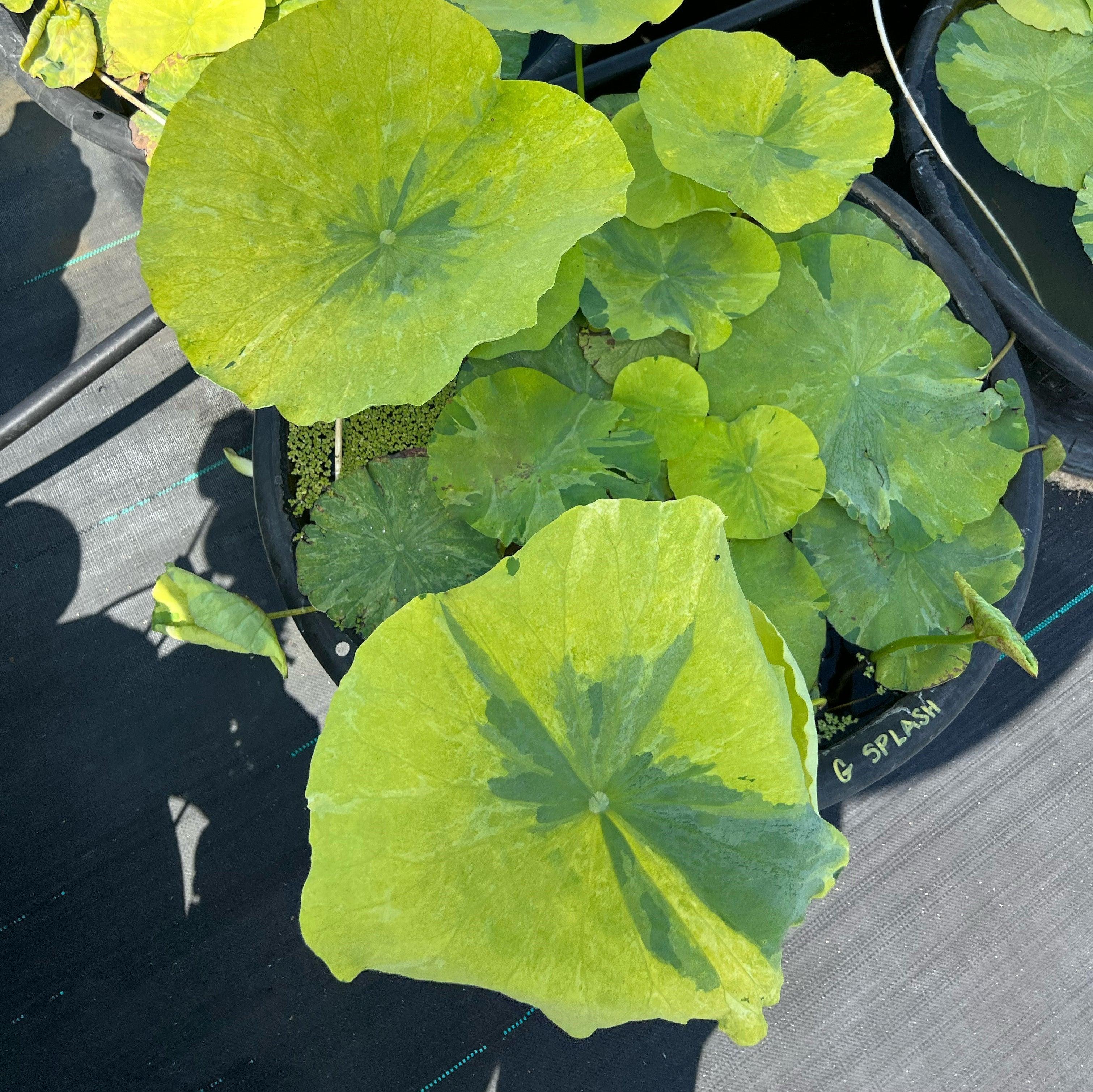 2024 Golden Splash Hibiscus - Variegated Leaves Lotus (Bare Root) - Play It Koi