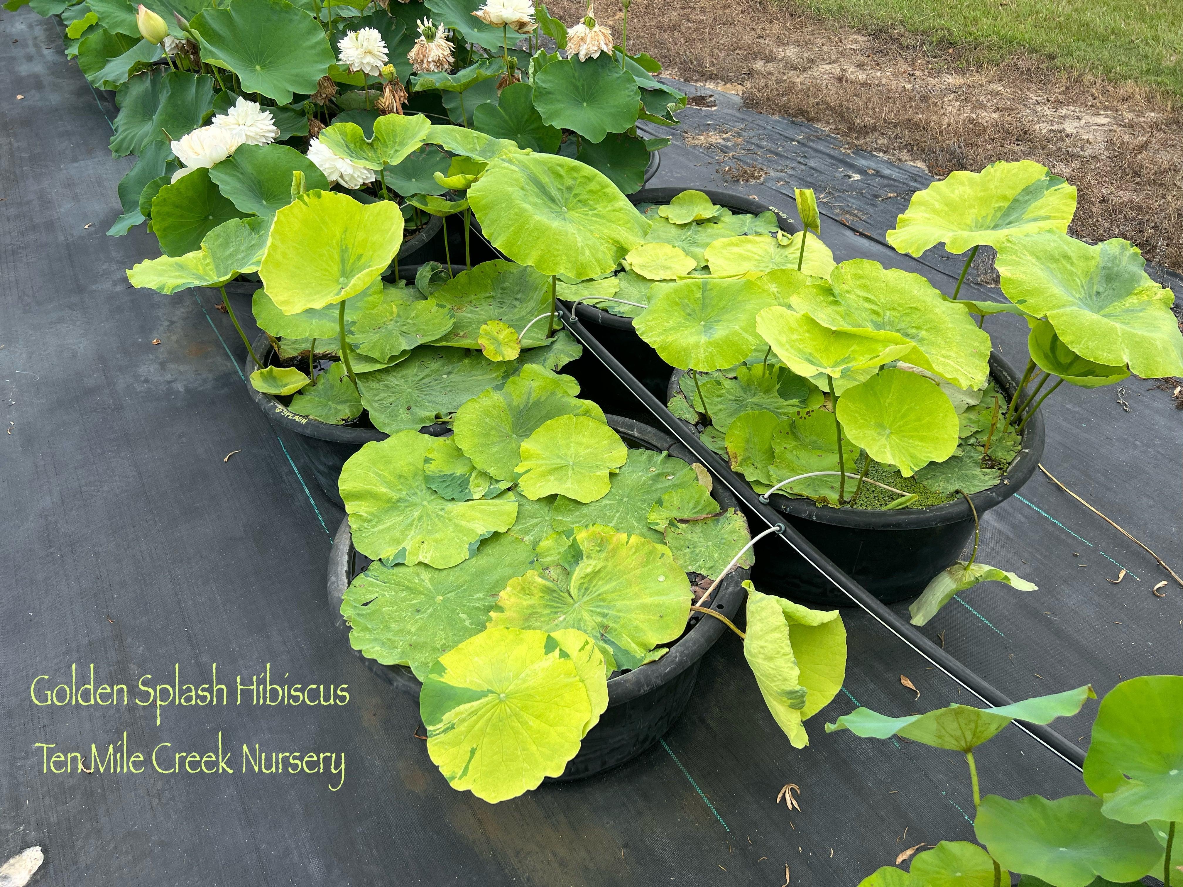 2024 Golden Splash Hibiscus - Variegated Leaves Lotus (Bare Root) - Play It Koi