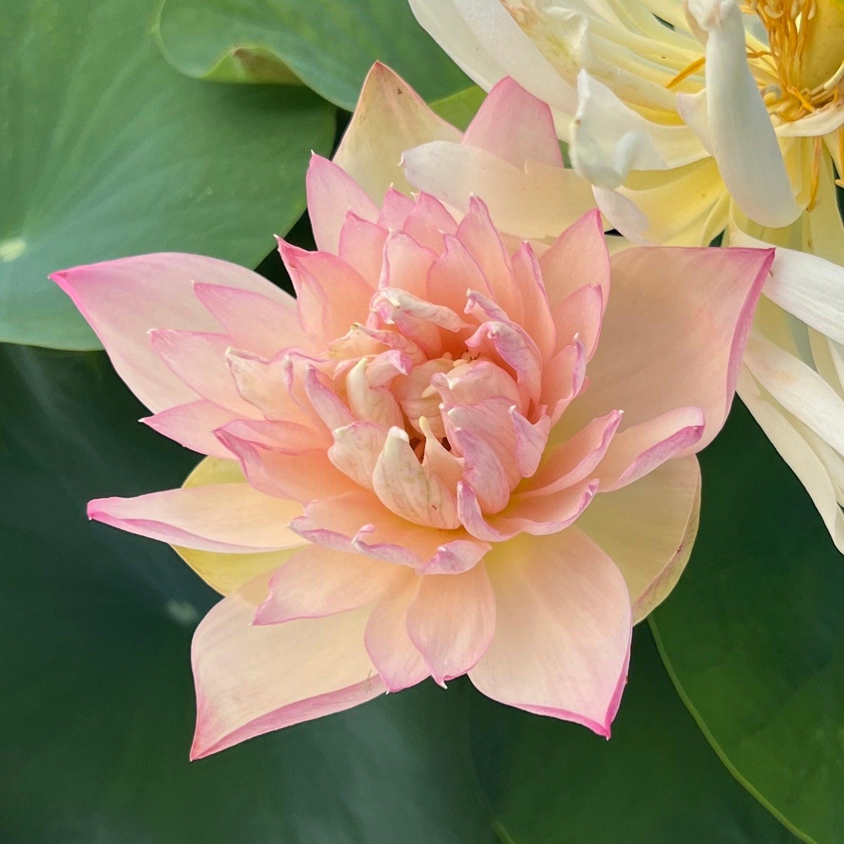2024 Grand Master Lotus (Bare Root) - Play It Koi