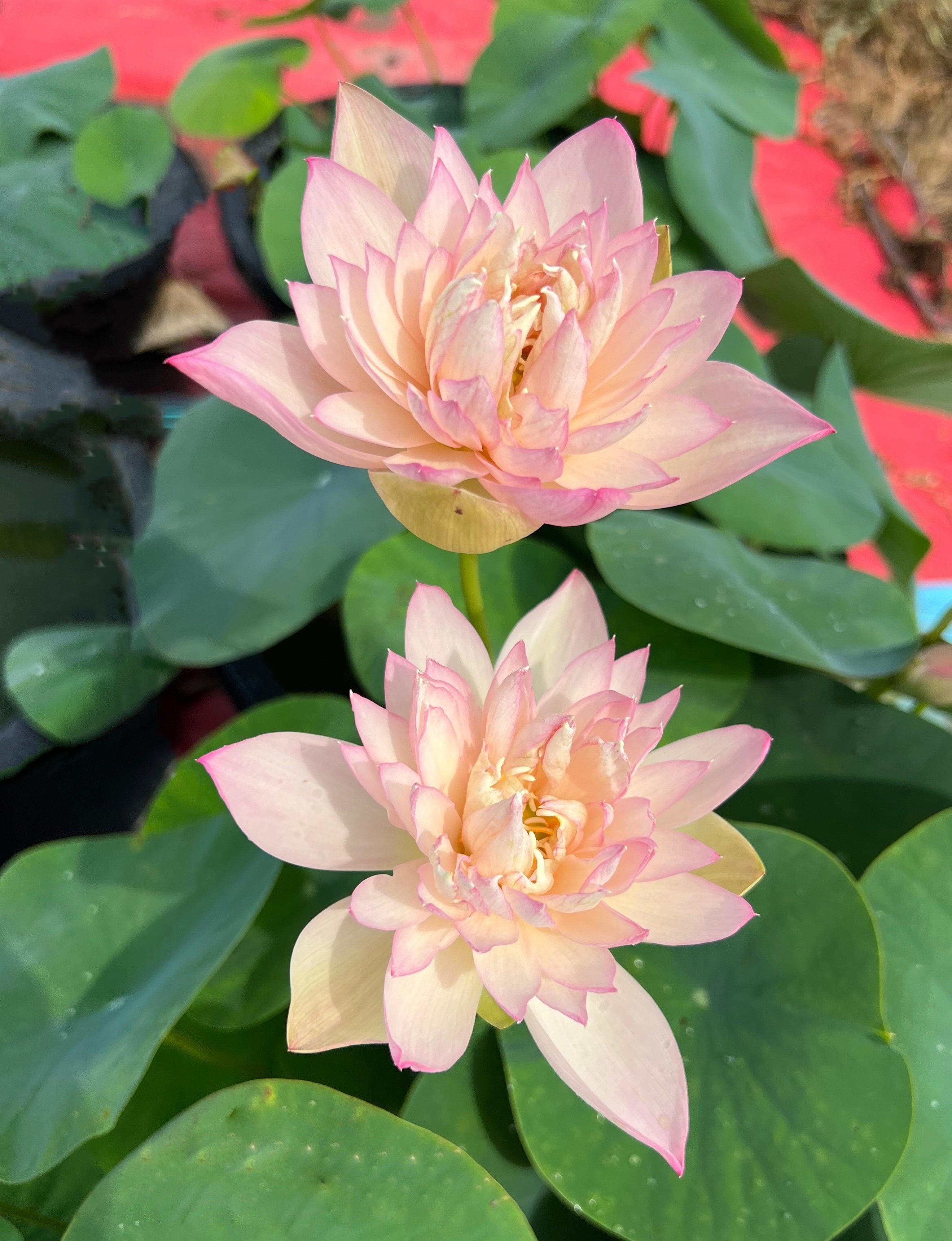 2024 Grand Master Lotus (Bare Root) - Play It Koi
