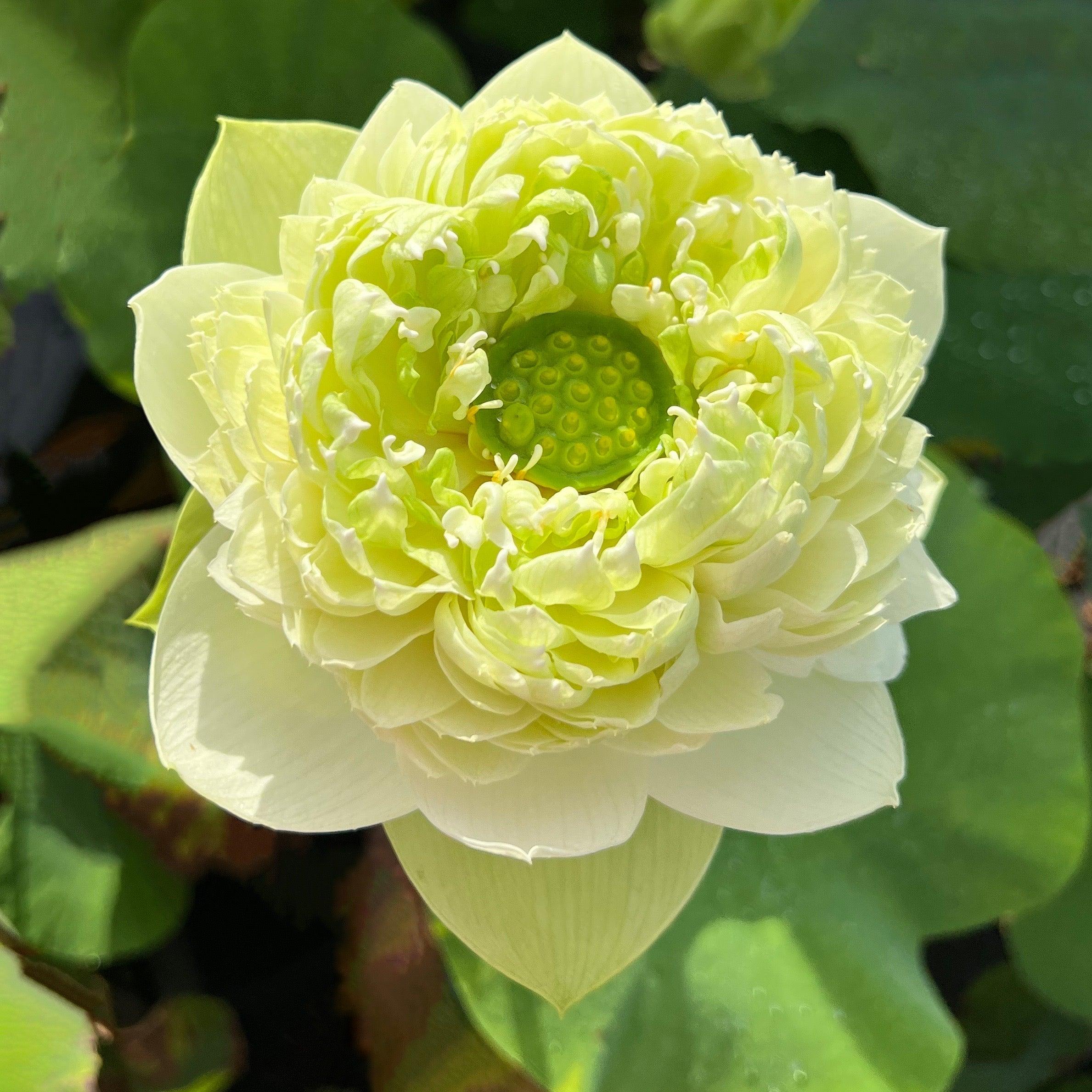 2024 Gwendolyn's Golden Glow Lotus (Bare Root) - Play It Koi