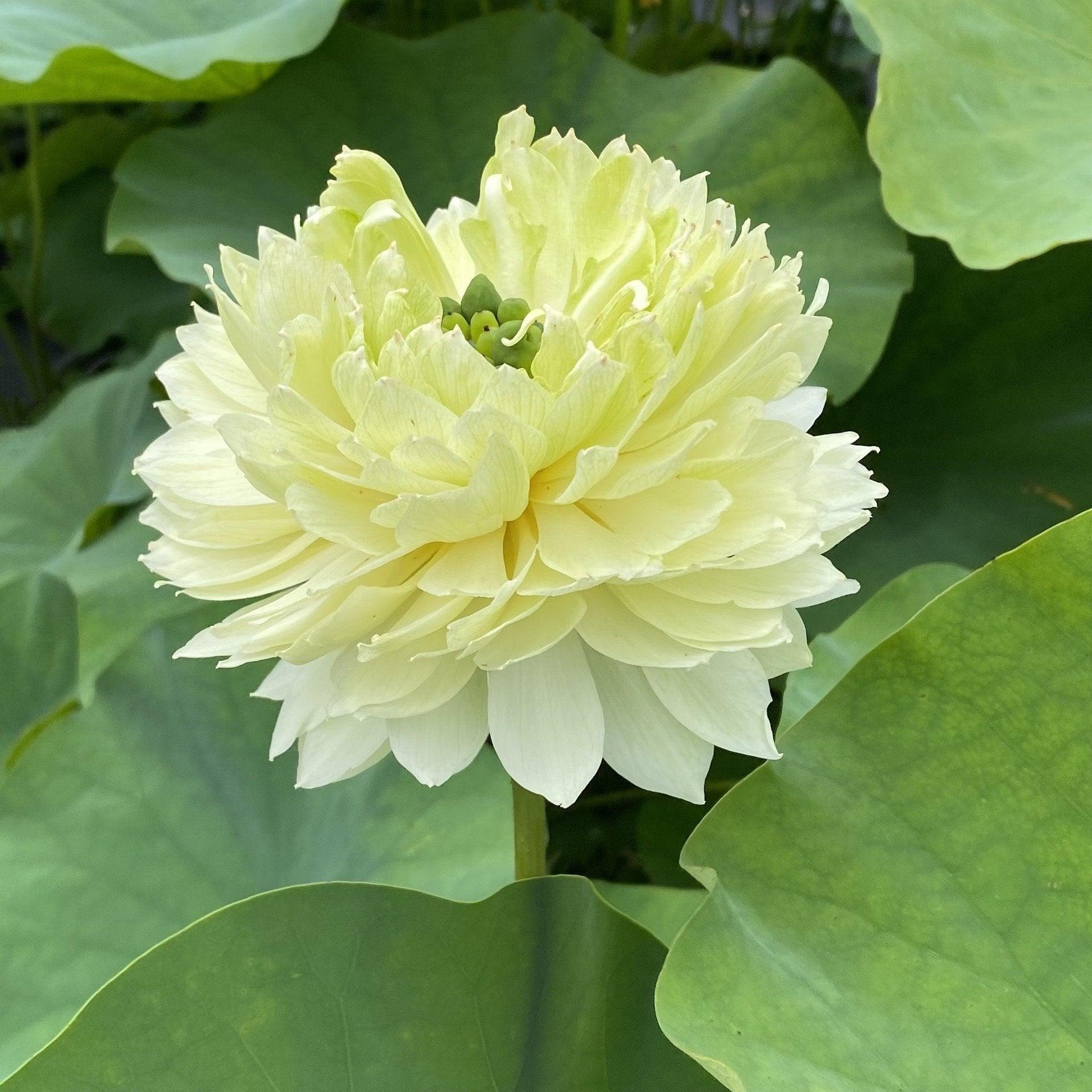 2024 Gwendolyn's Golden Glow Lotus (Bare Root) - Play It Koi